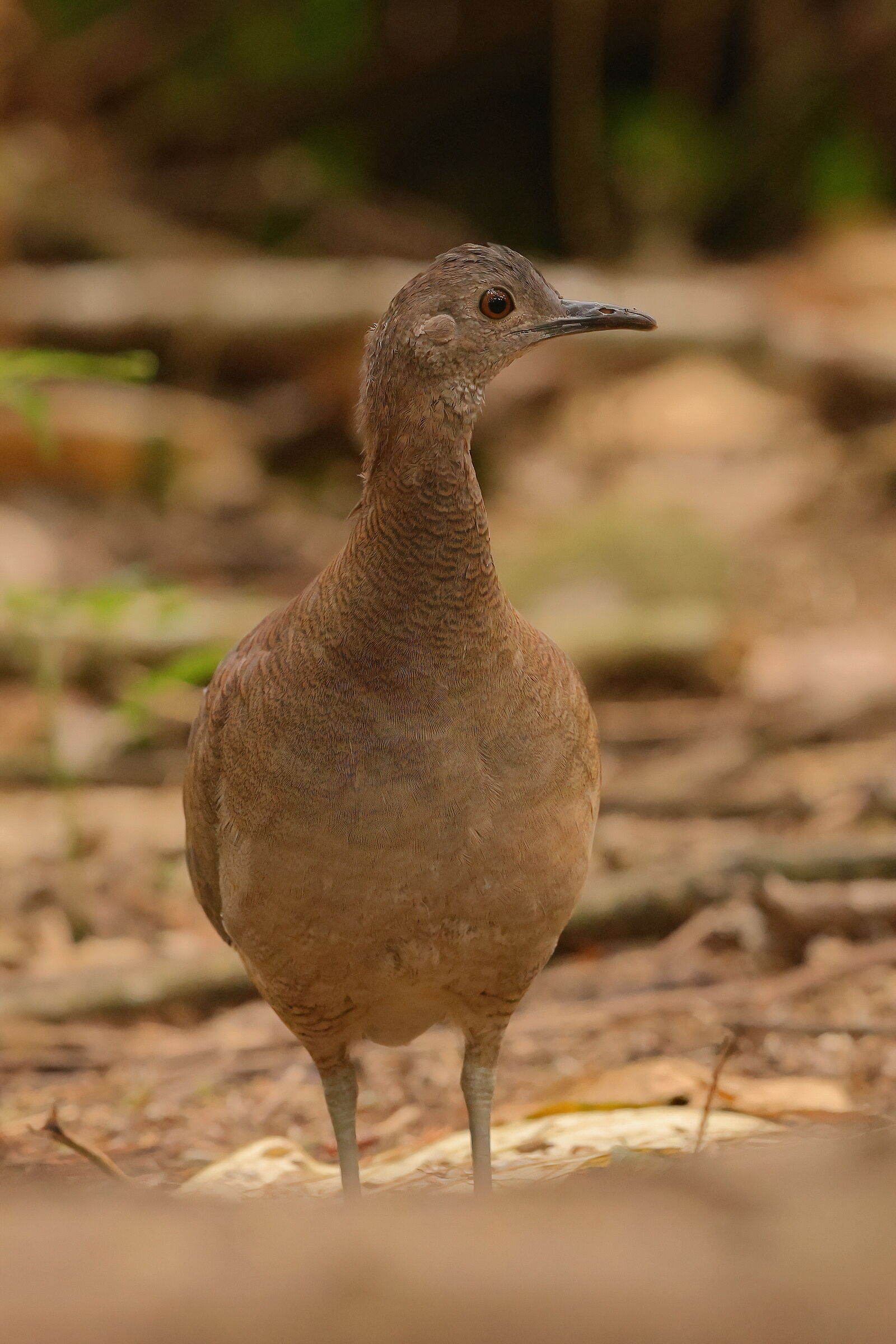 Wavy tinamou