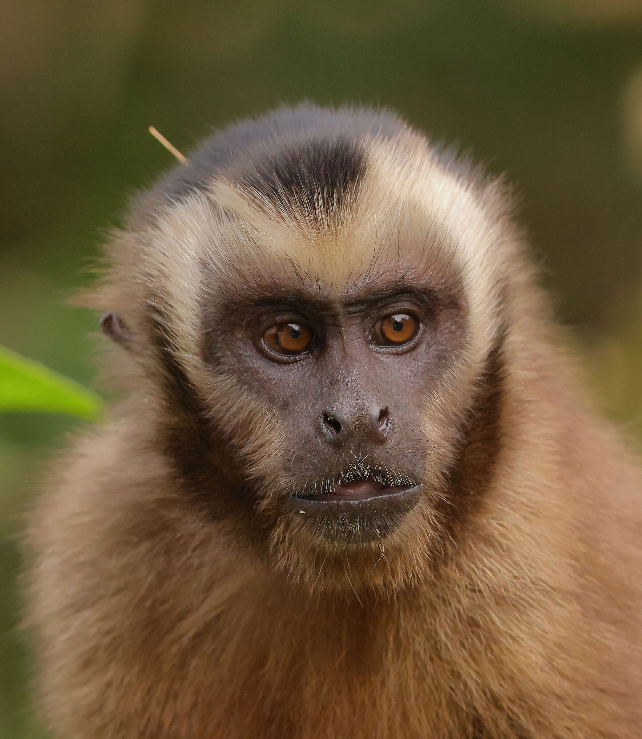 Brown Capuchin Monkey (Cebus apella)