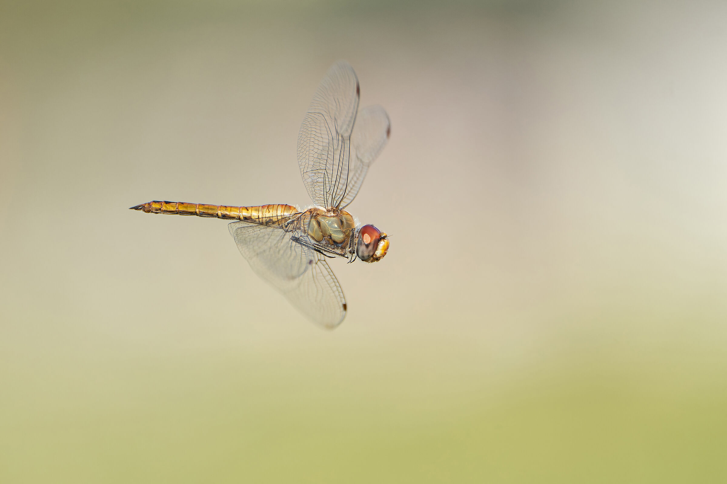Flying hunter