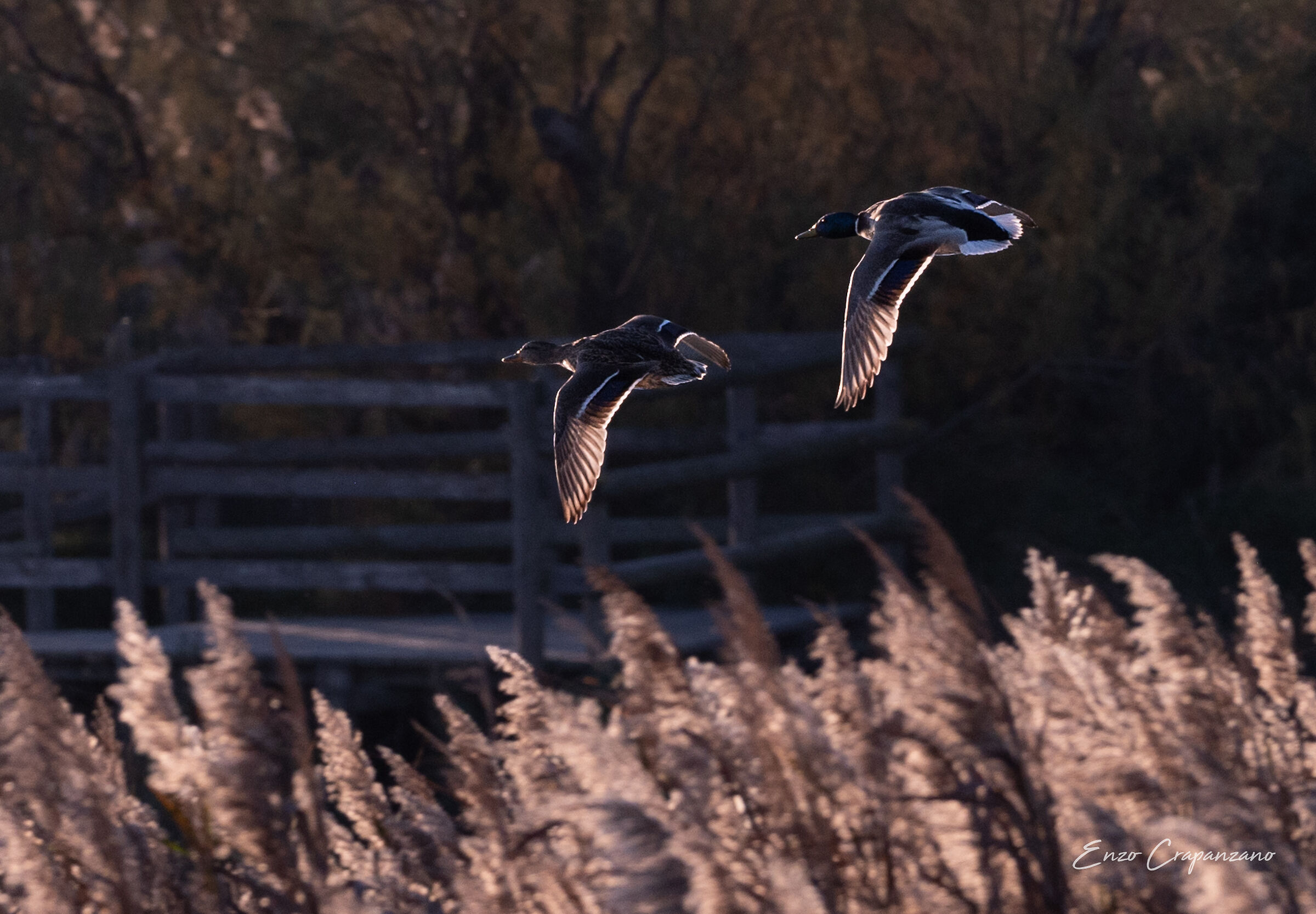 Camargue 5