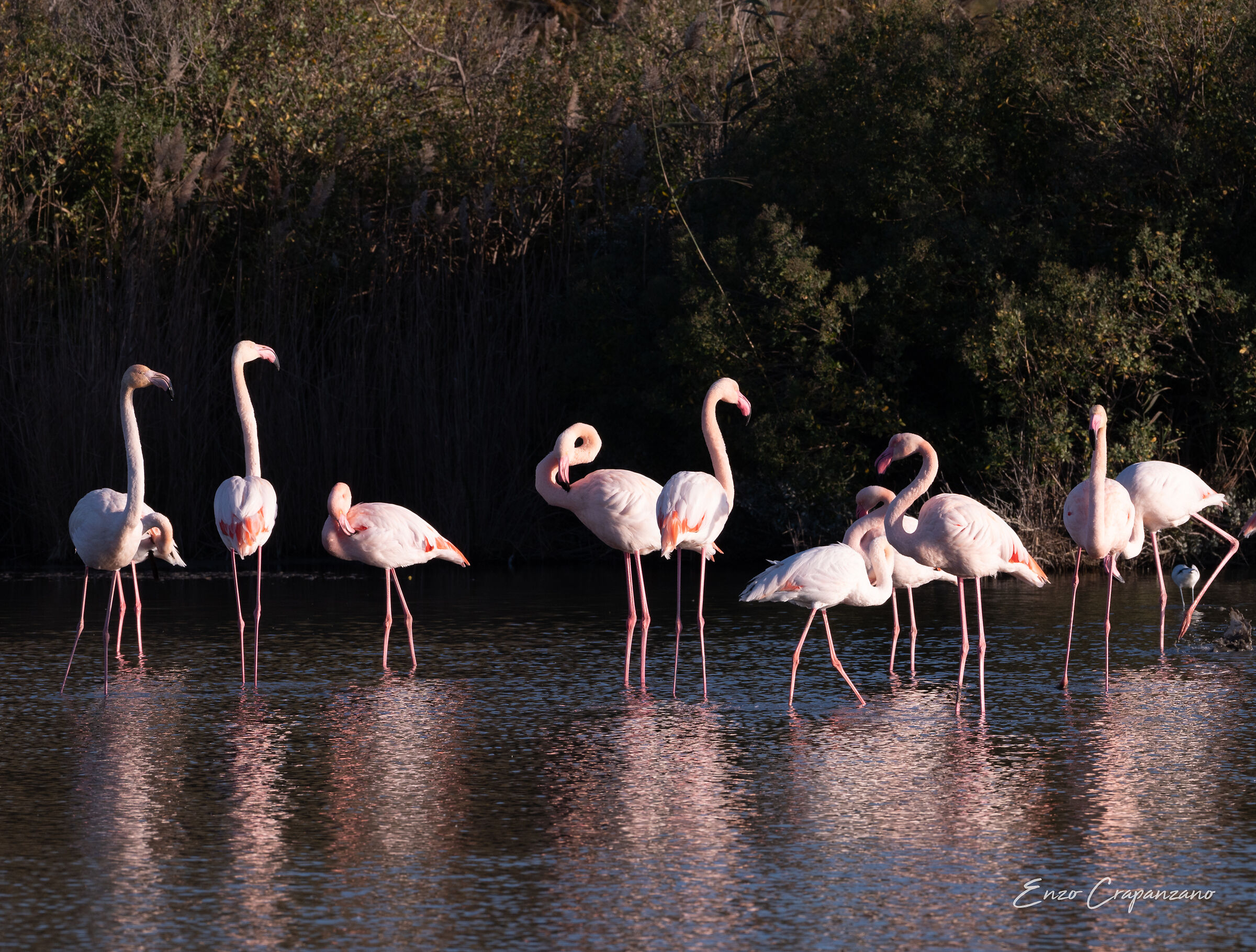 Camargue 7