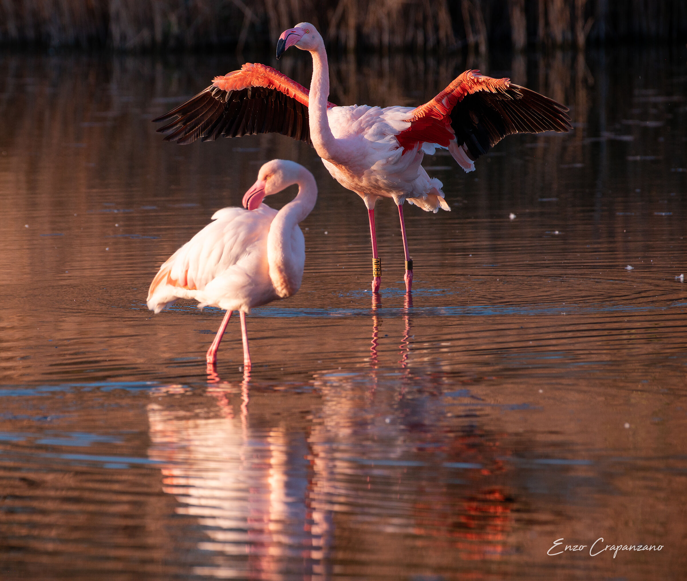 Camargue 9