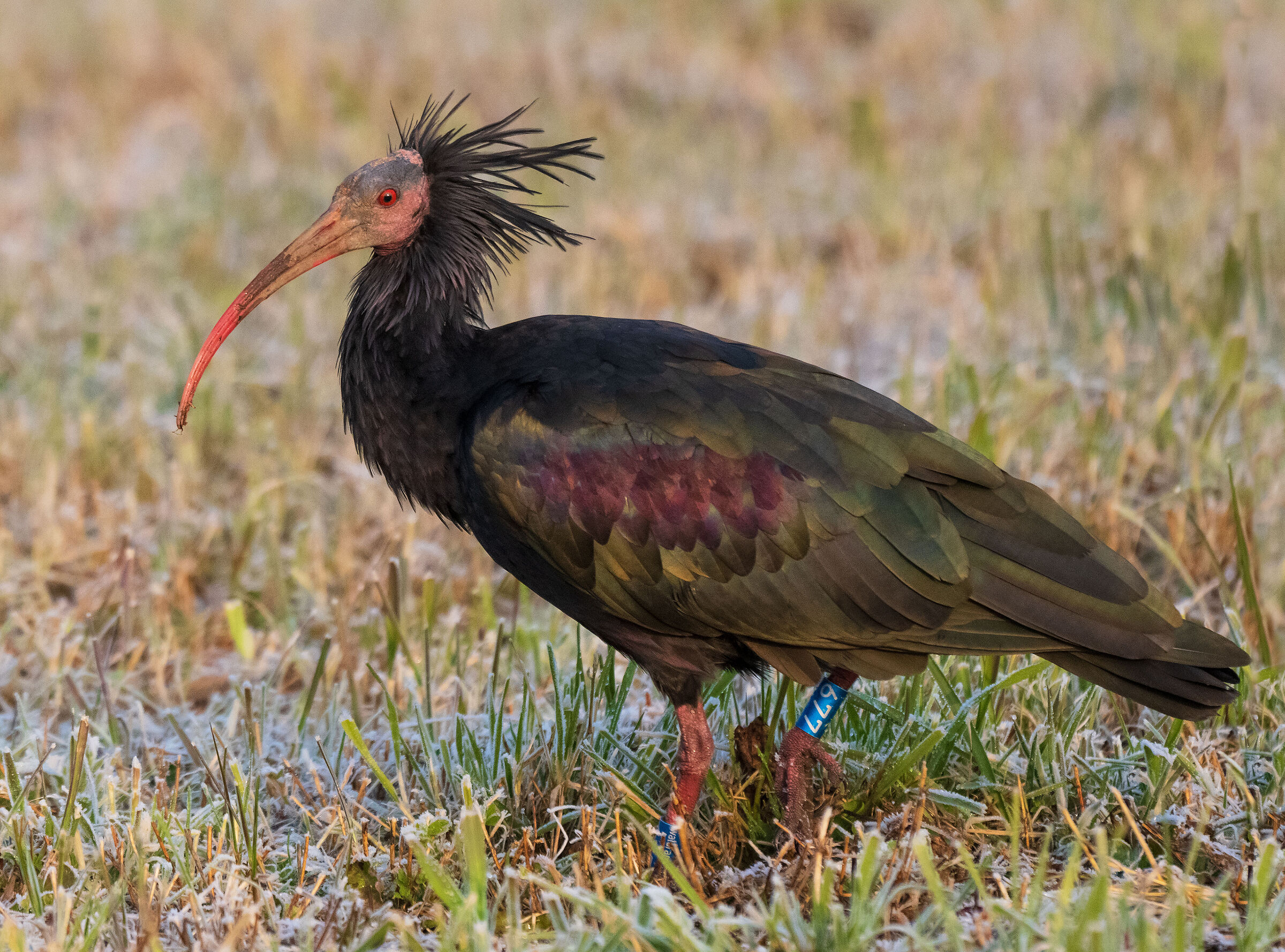 Northern Bald Ibis2