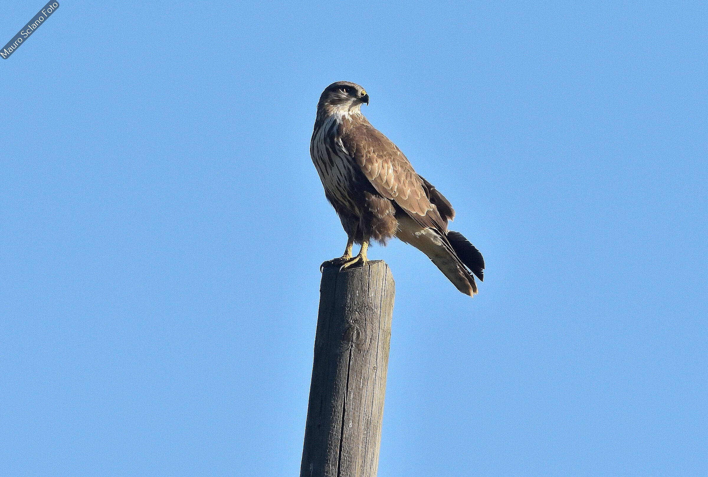 Buzzard