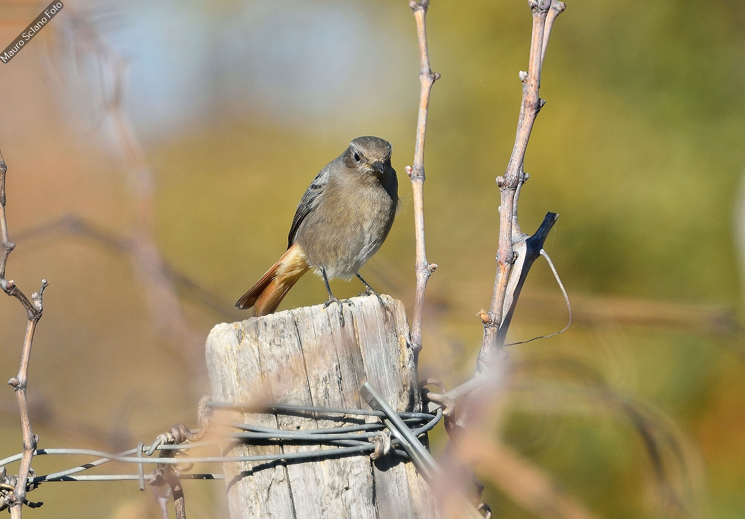 Black redstart