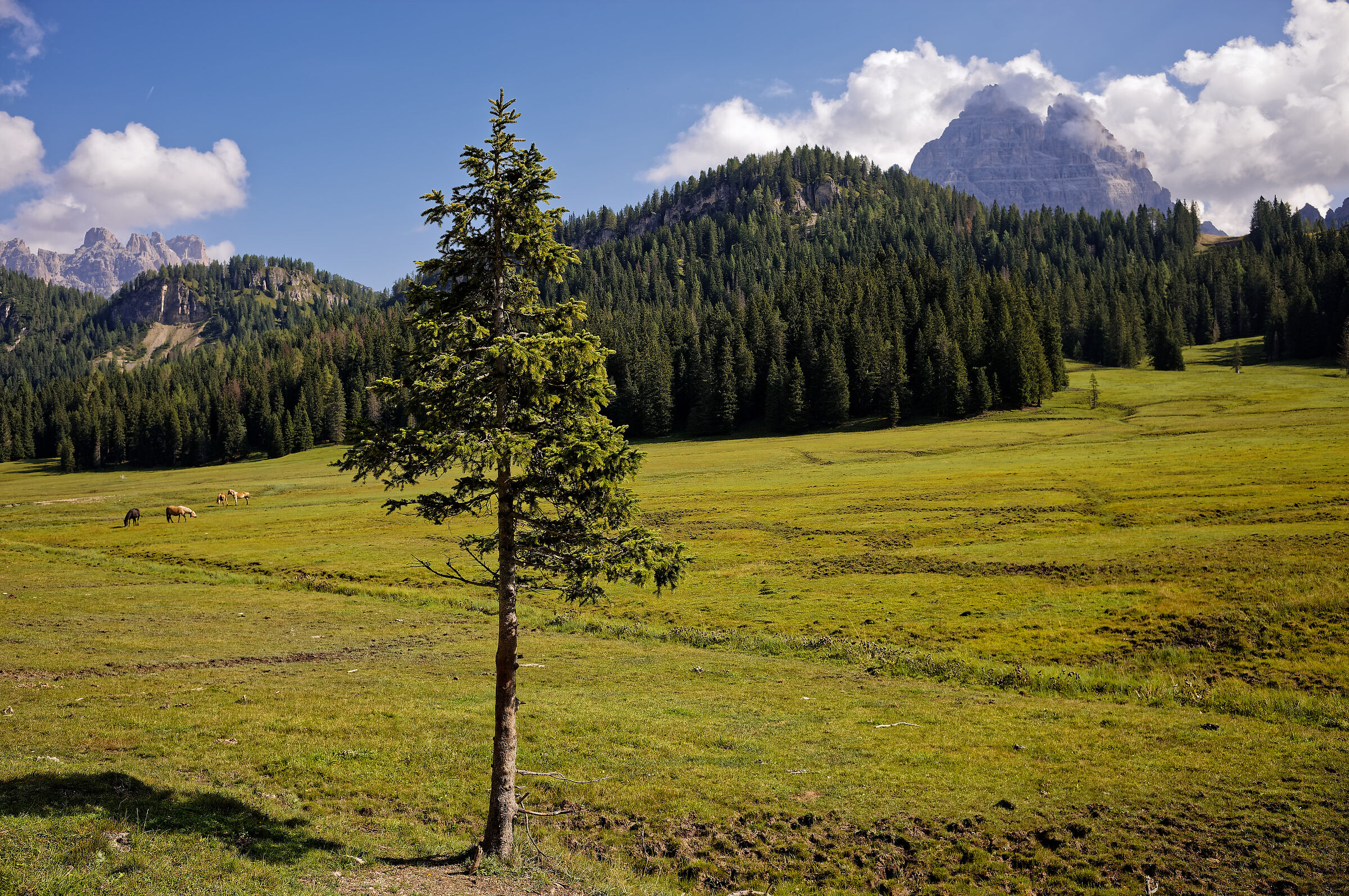 Misurina, September 2024