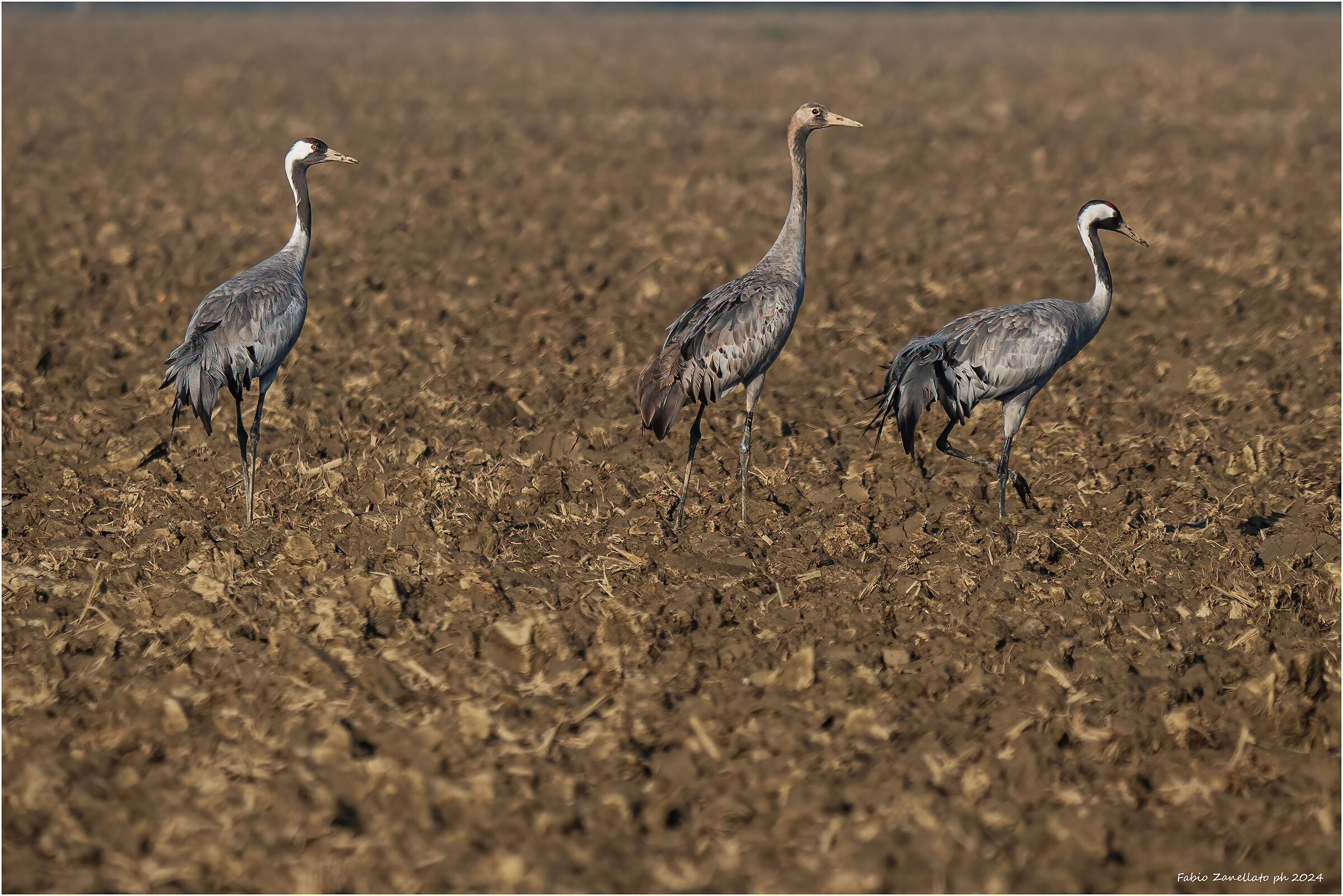 Il numero perfetto - 3 gru