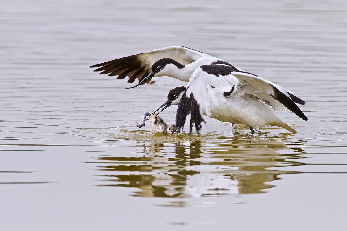 maltrattamento di minore