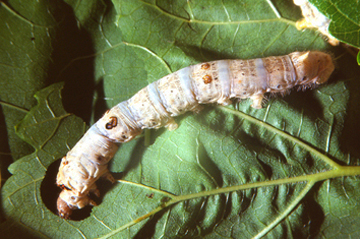 silkworm