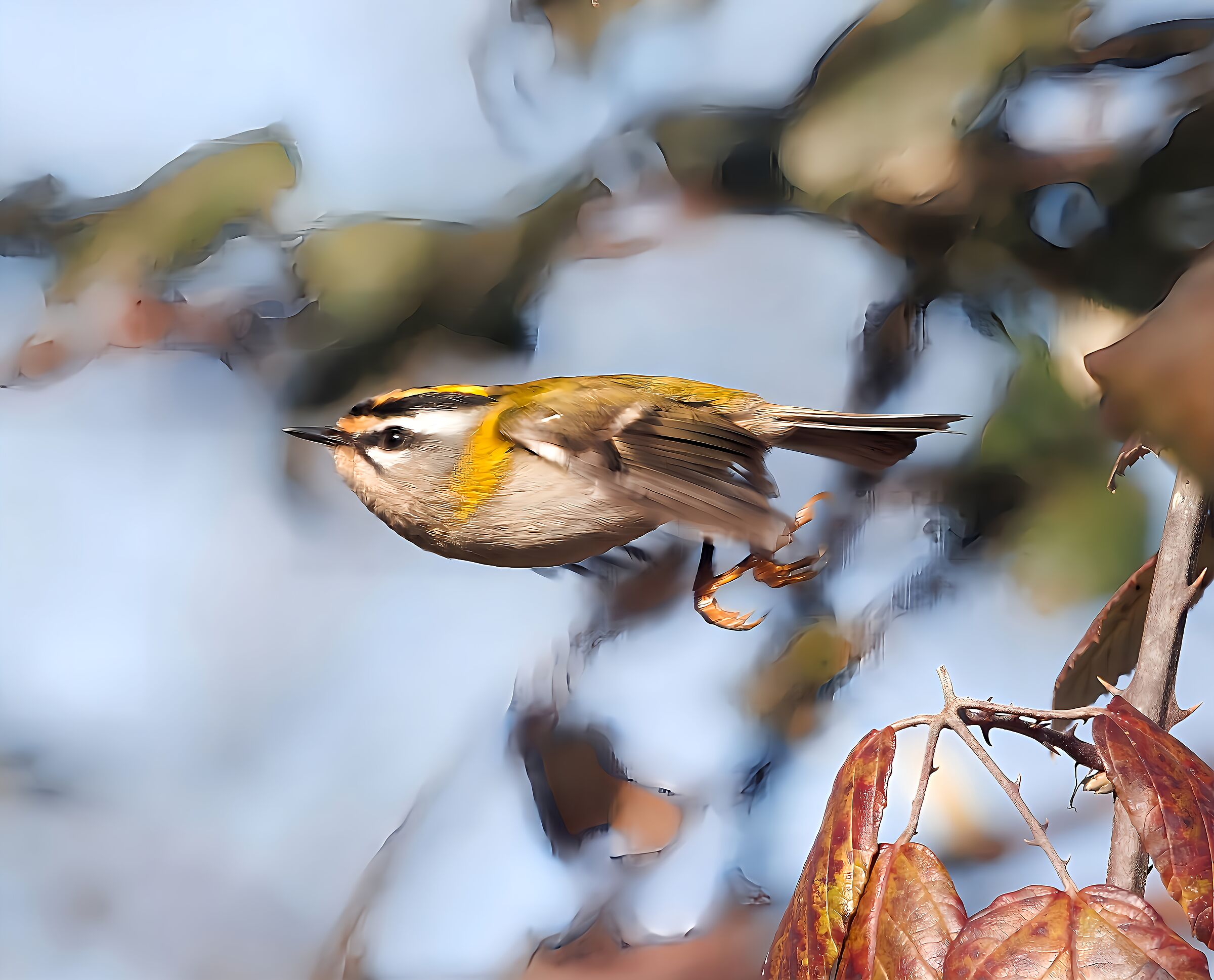 Fiorrancino Oasi Lipu Cesano M. MB 3/12/2024