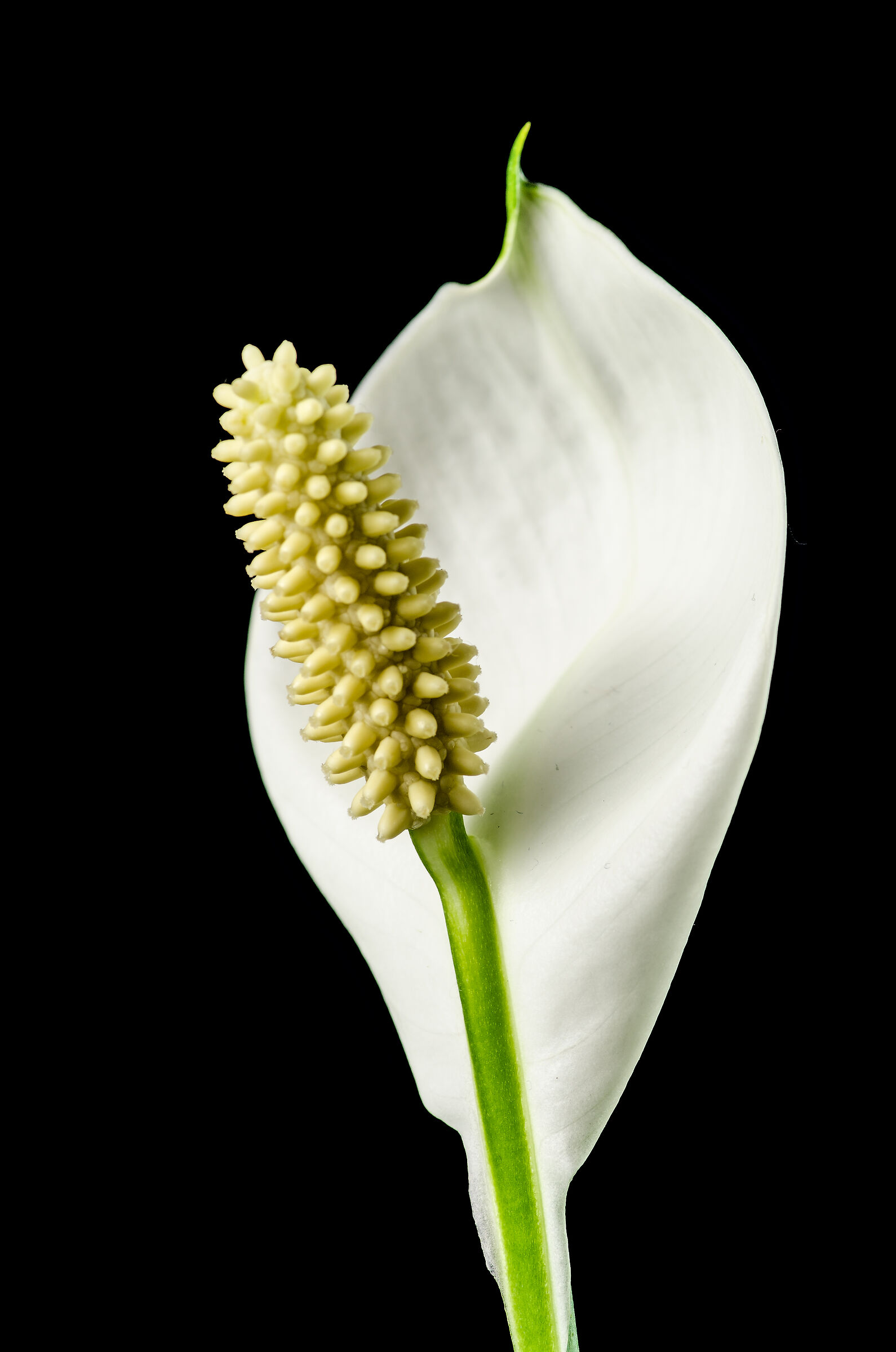 From the Kingdom of Flowers #19