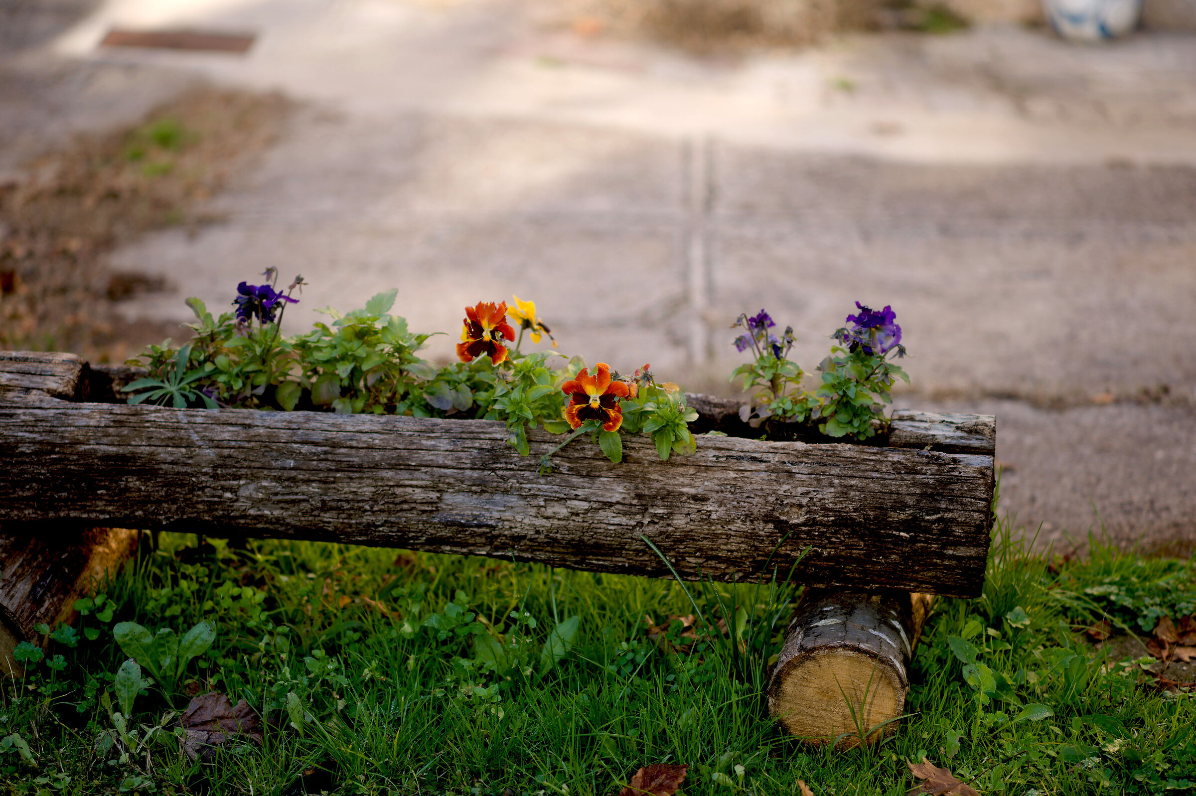 Try Nikon 105/2.5 AI Lens RawTherapy Conversion