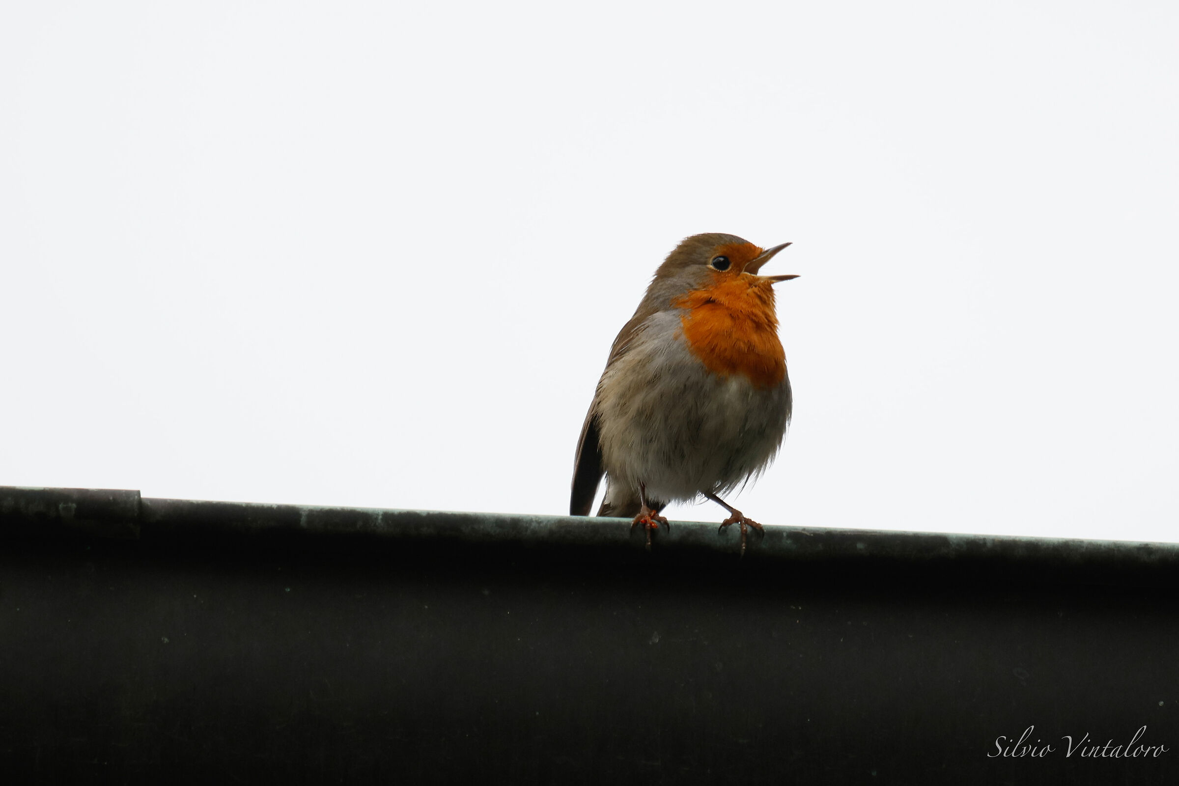 Robin.. first shot with R7