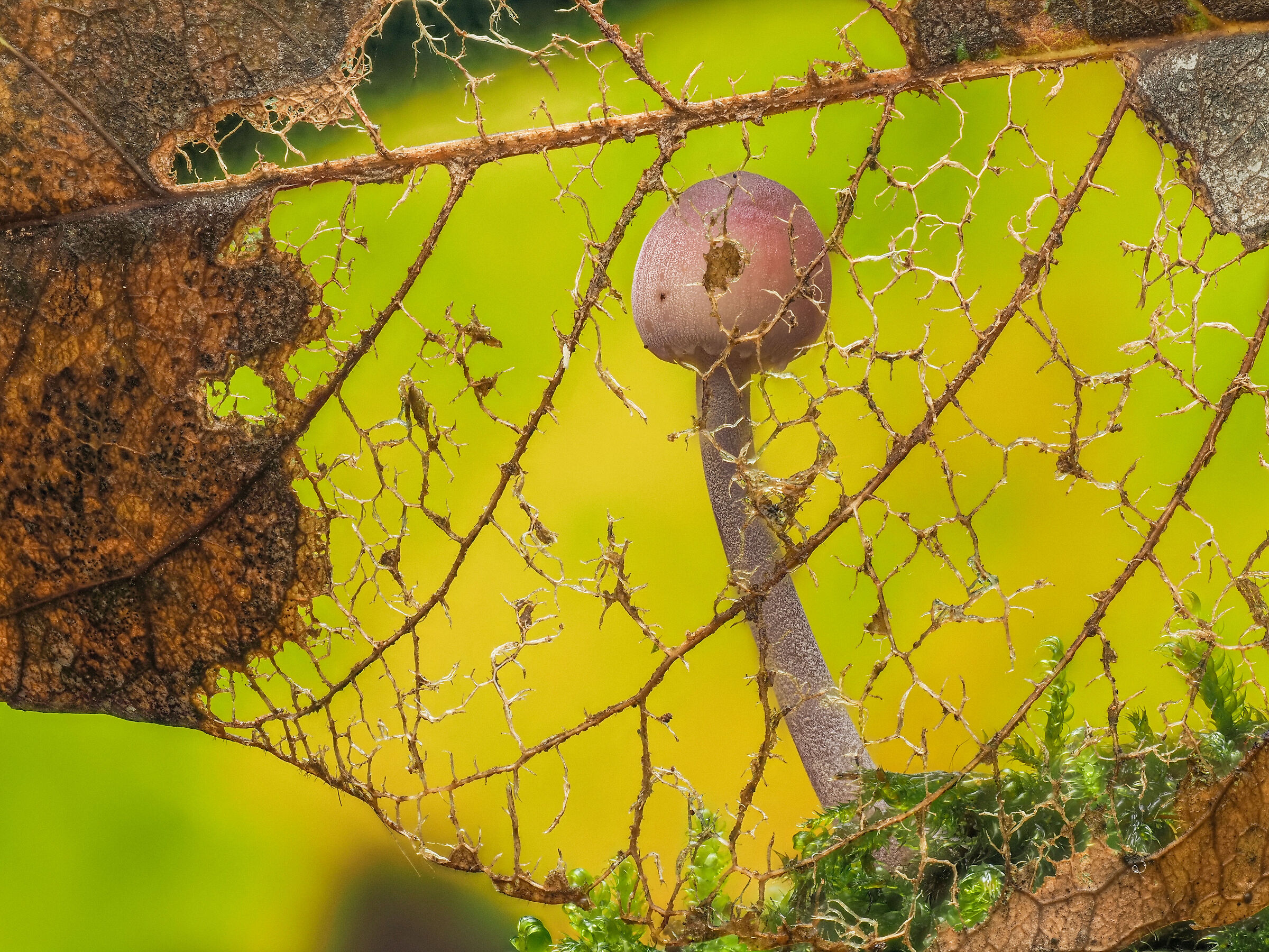Mycena haematopus