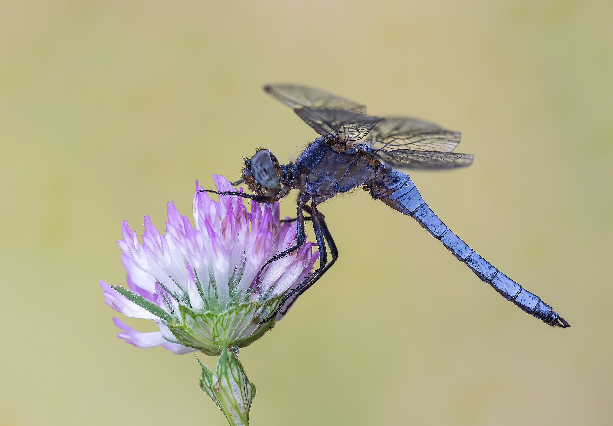 Orthetrum coerulescens
