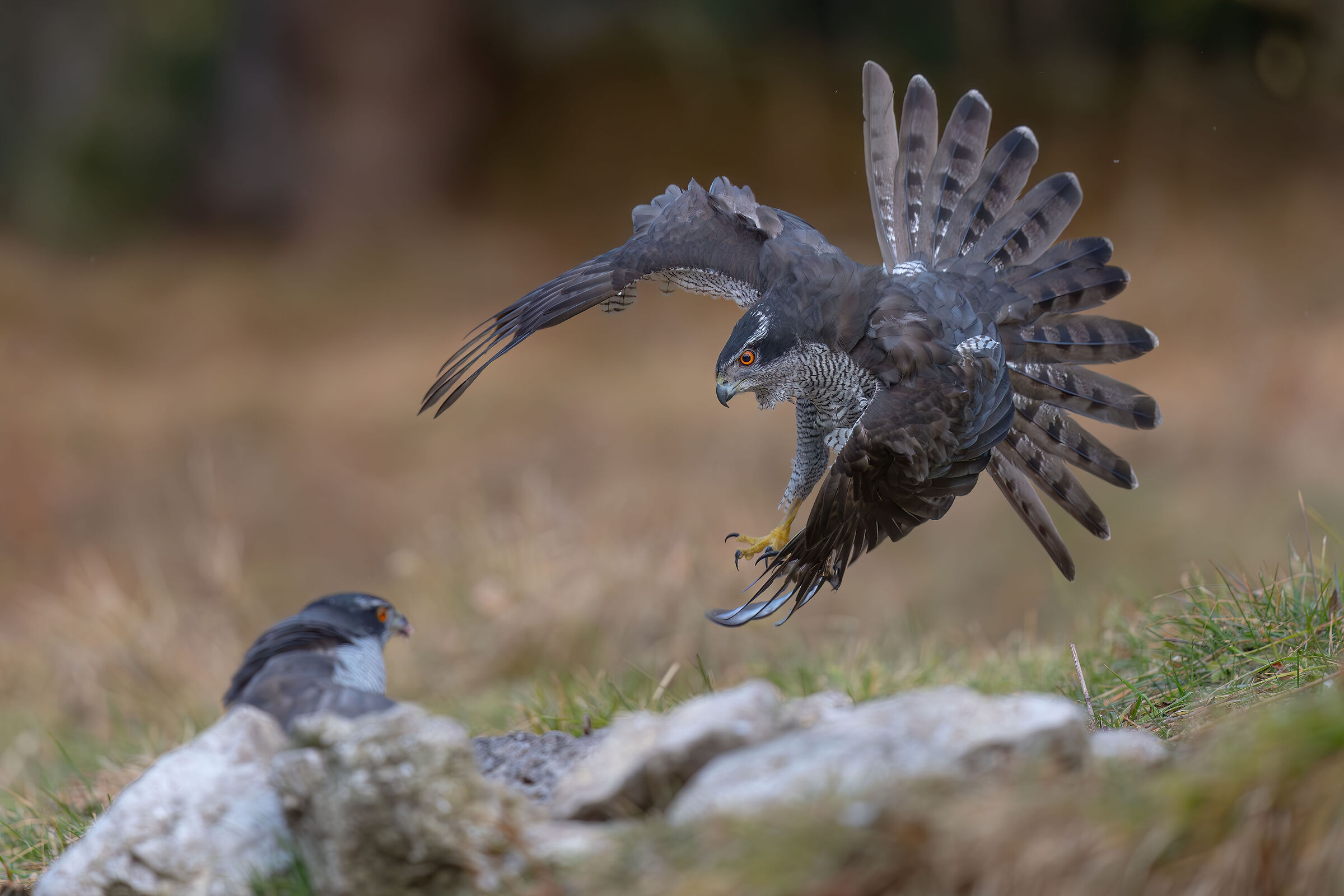 Astore - prove A1 II