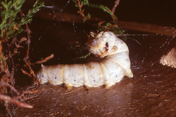 Preparation all'imbozzolamento