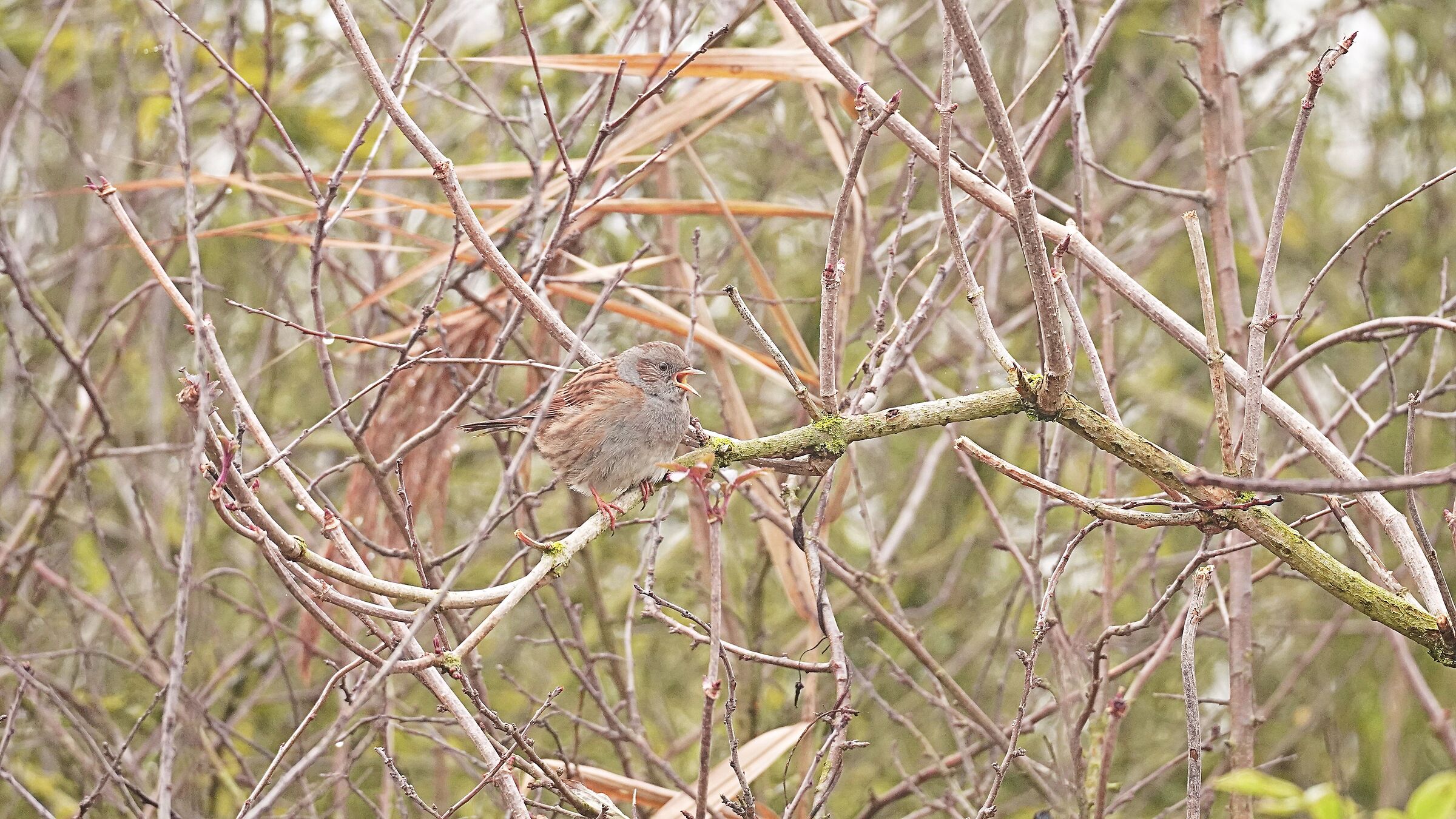 Dunnock