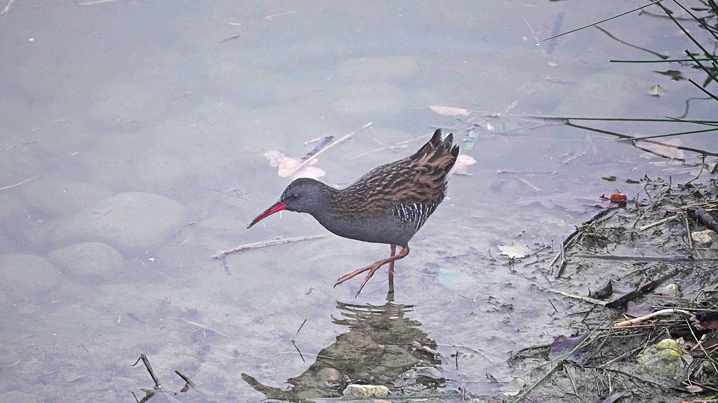 Water rail