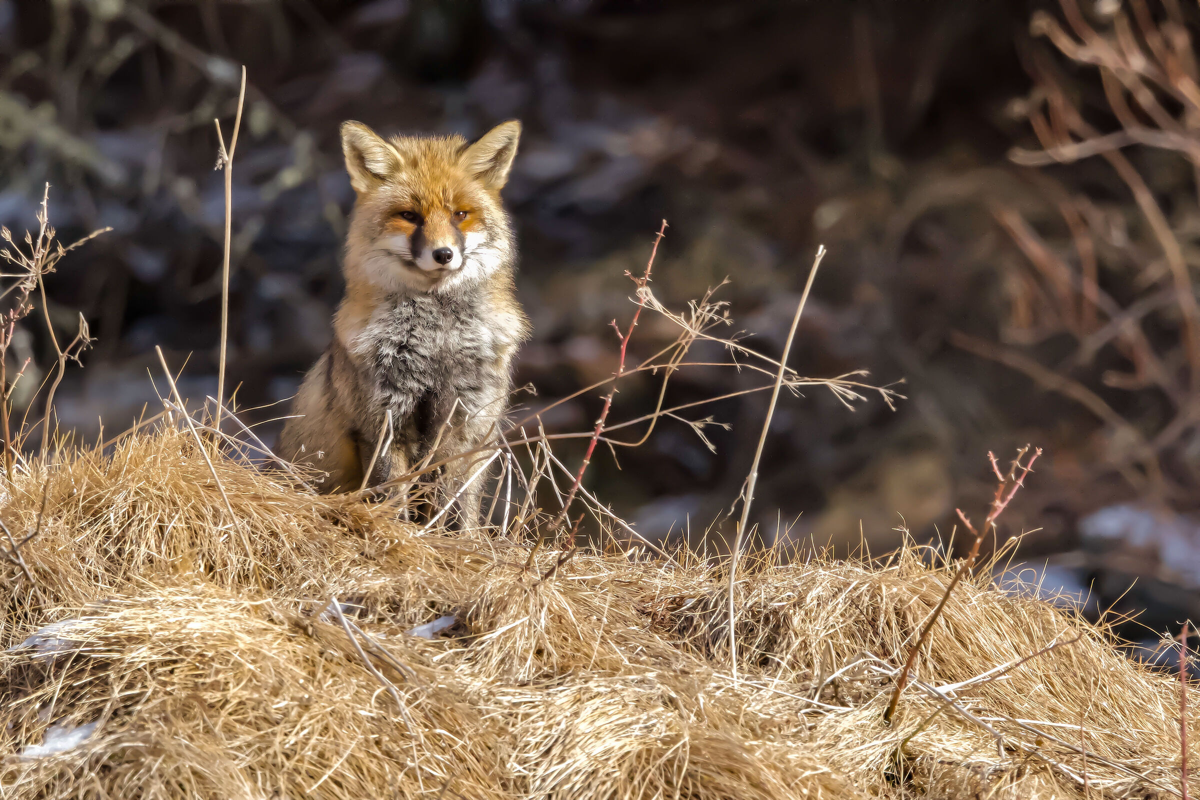 Red Fox