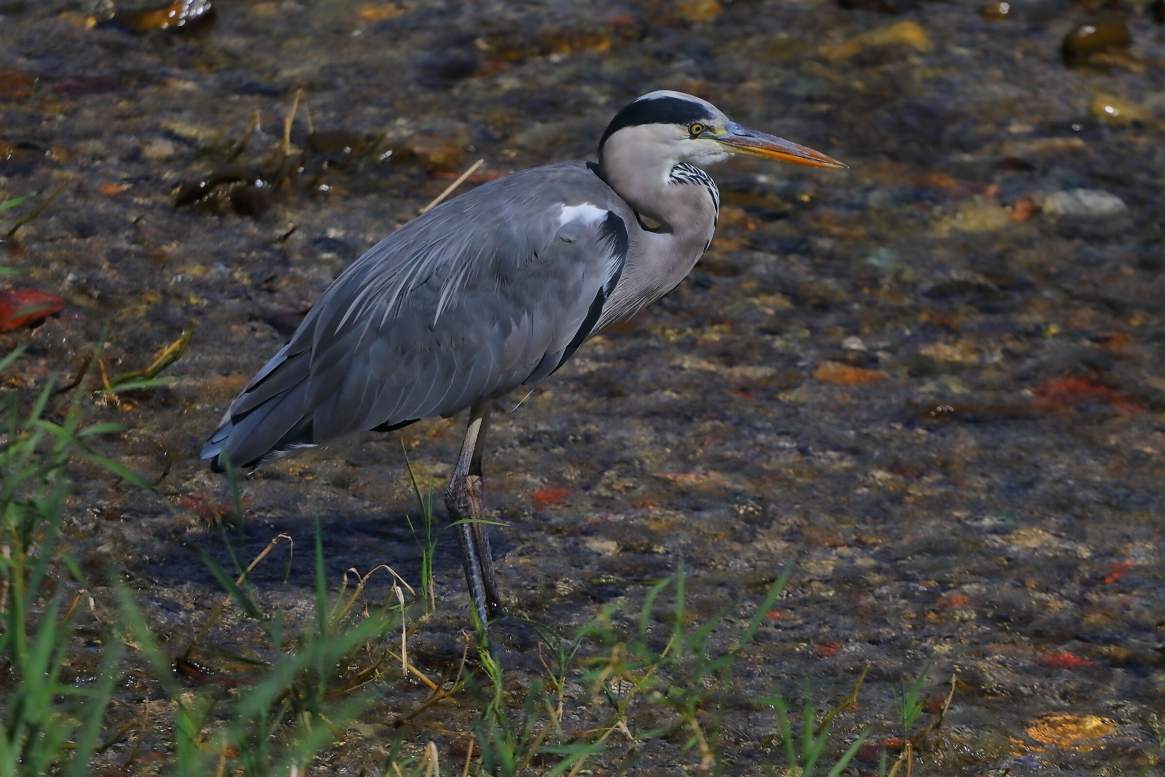 Cenerino 07 settembre 2024 - 0023