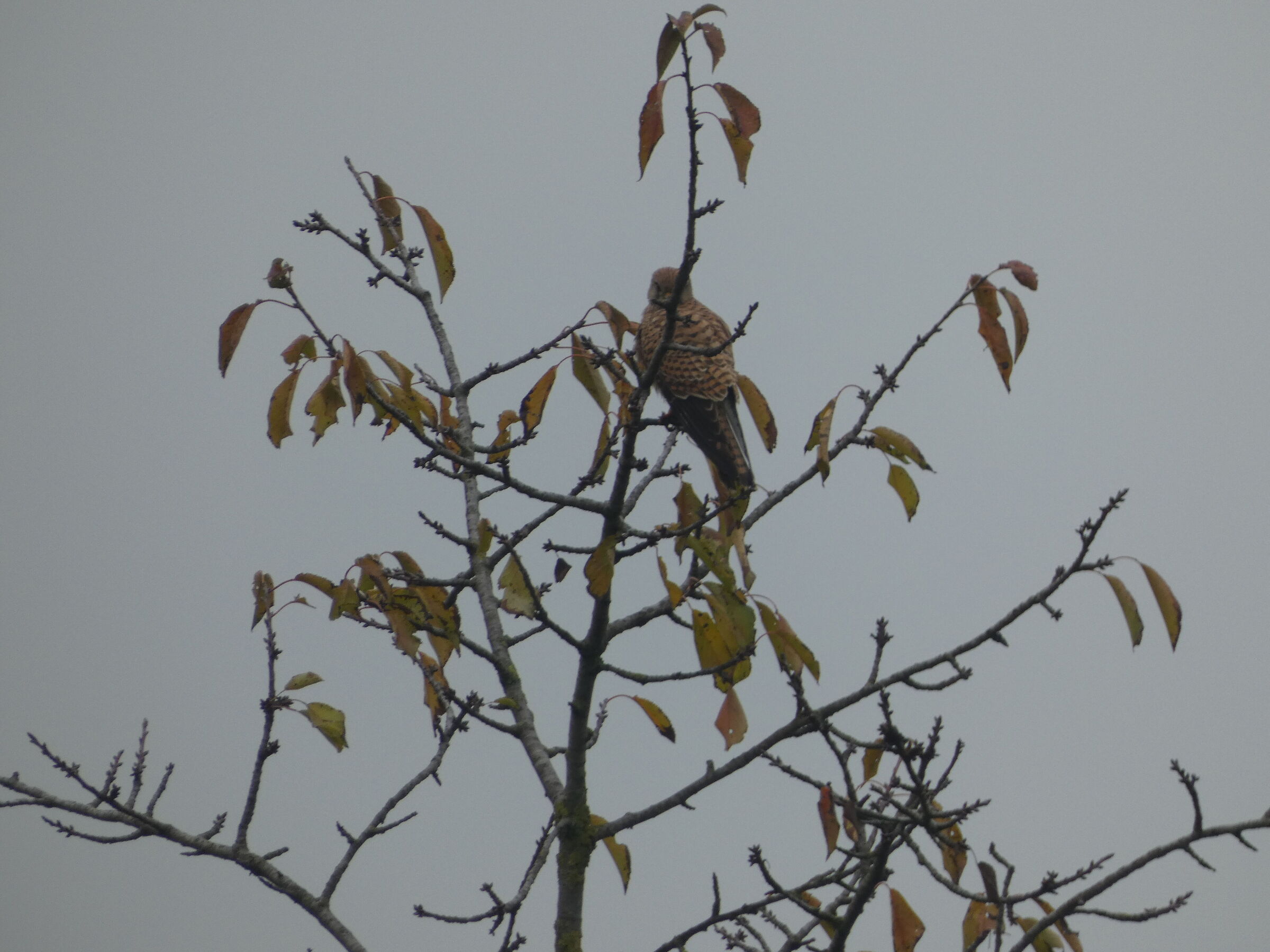 Falco pellegrino..sfuggente