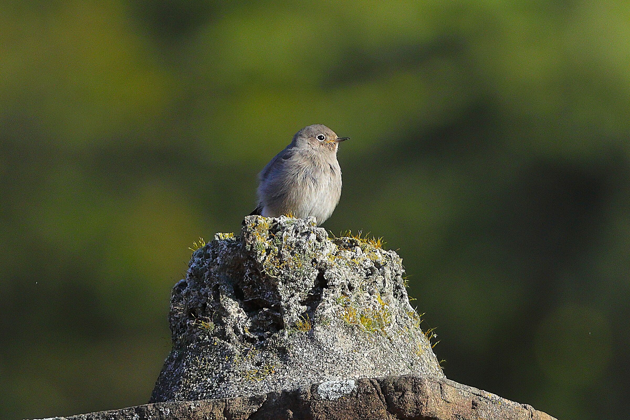 Codirosso S F 01 novembre 2024 - 0018