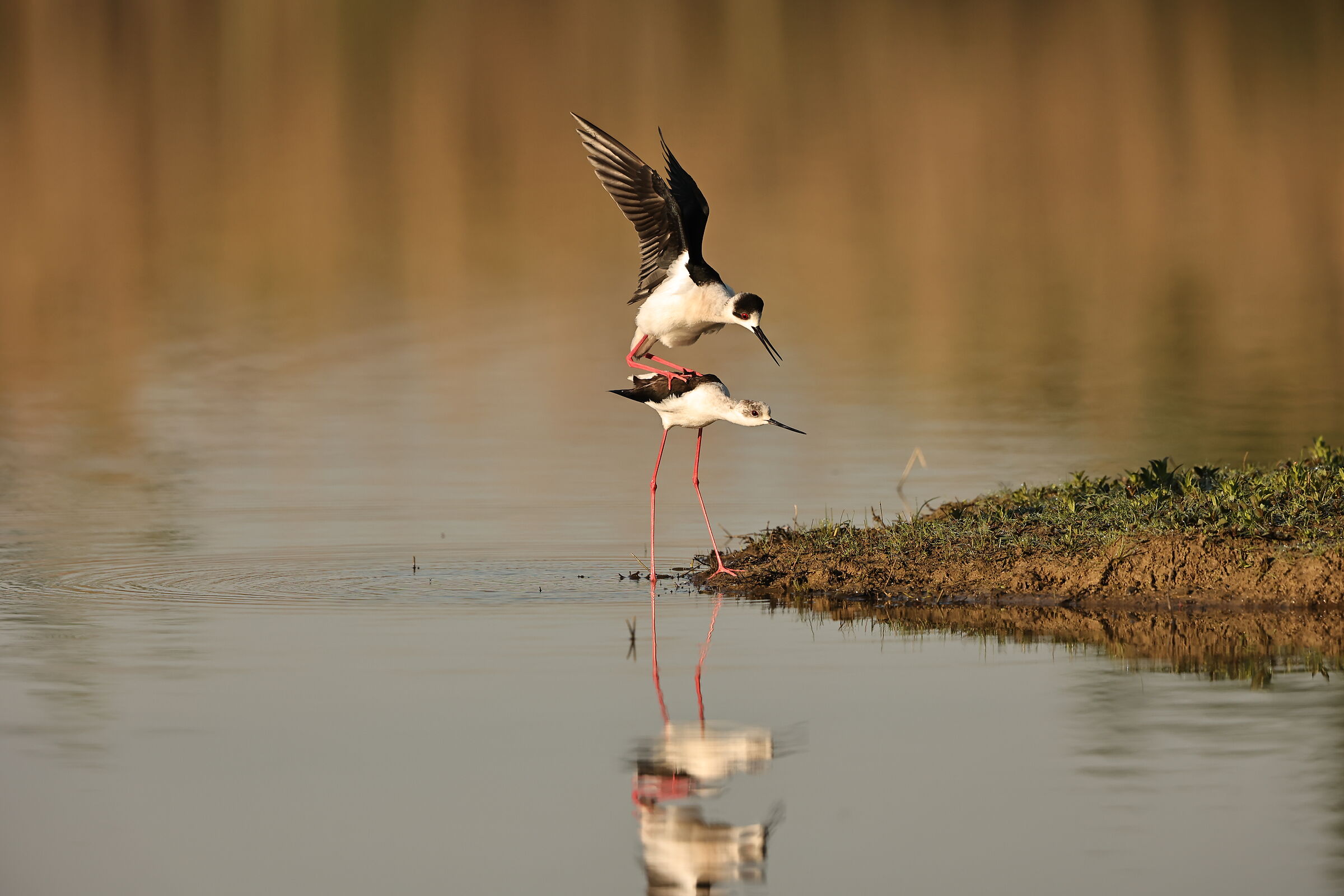 Can you give me a ride?