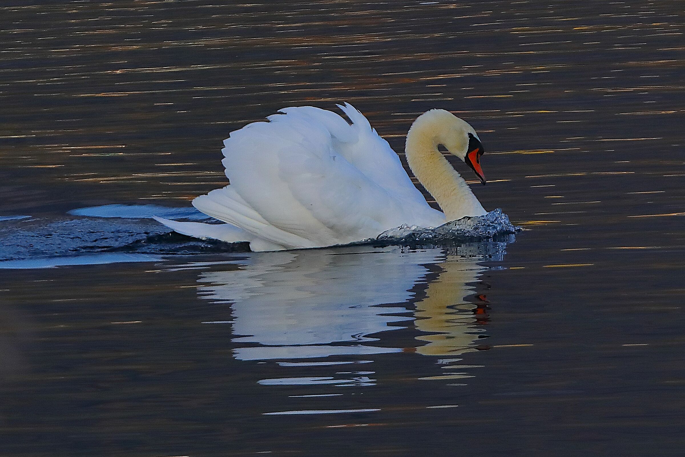 Cigno R 03 dicembre 2024 - 0099