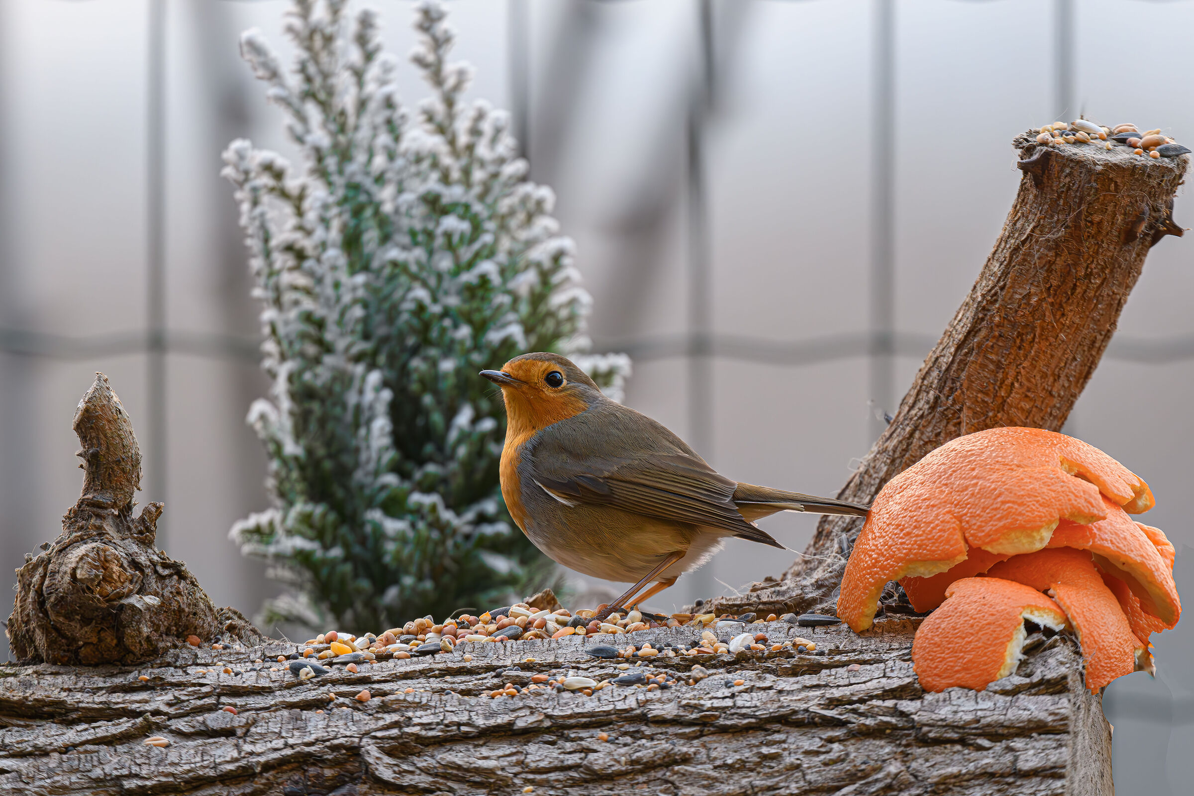 Il posatoio per Natale