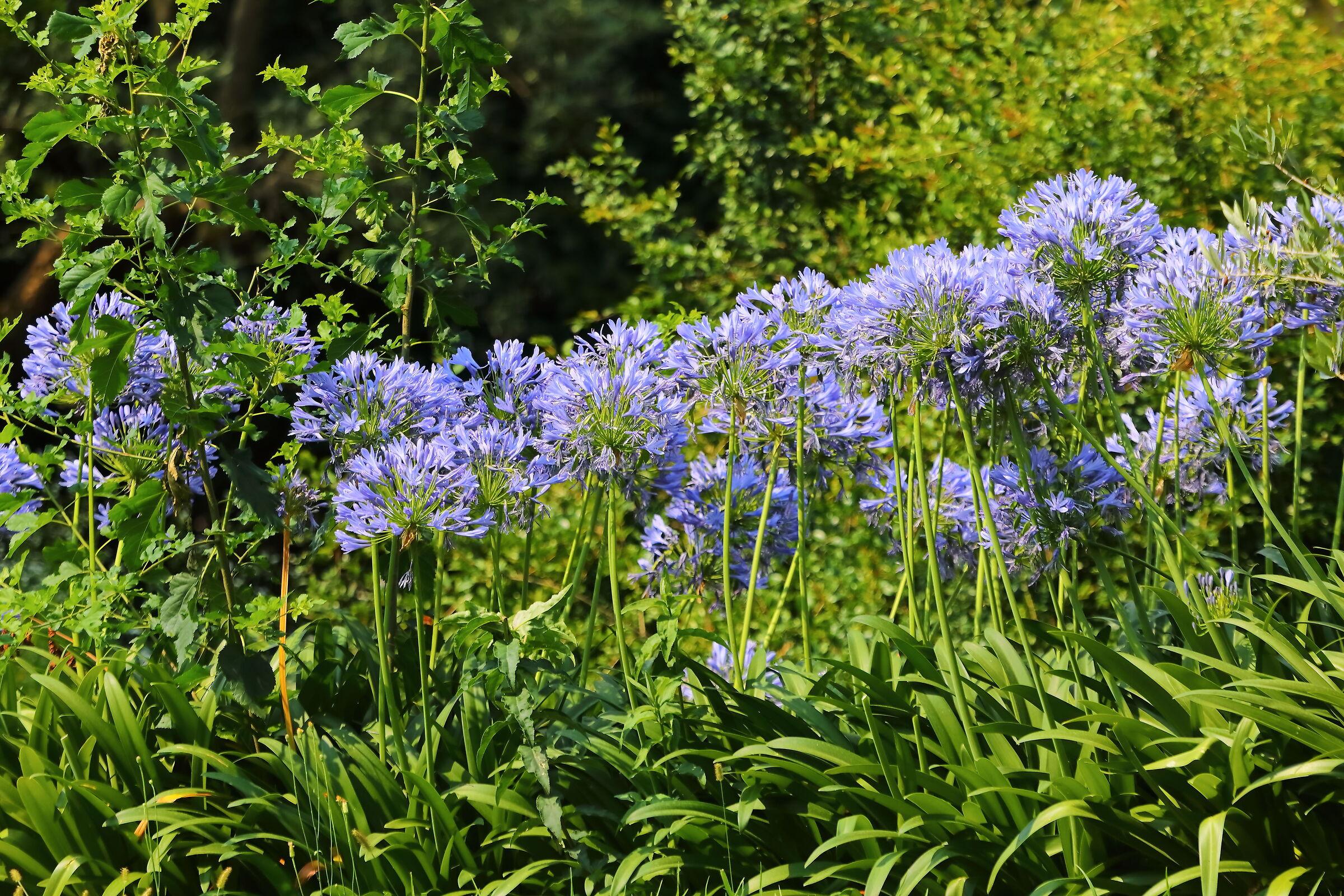 Agapanto 19 luglio 2024 - 0008