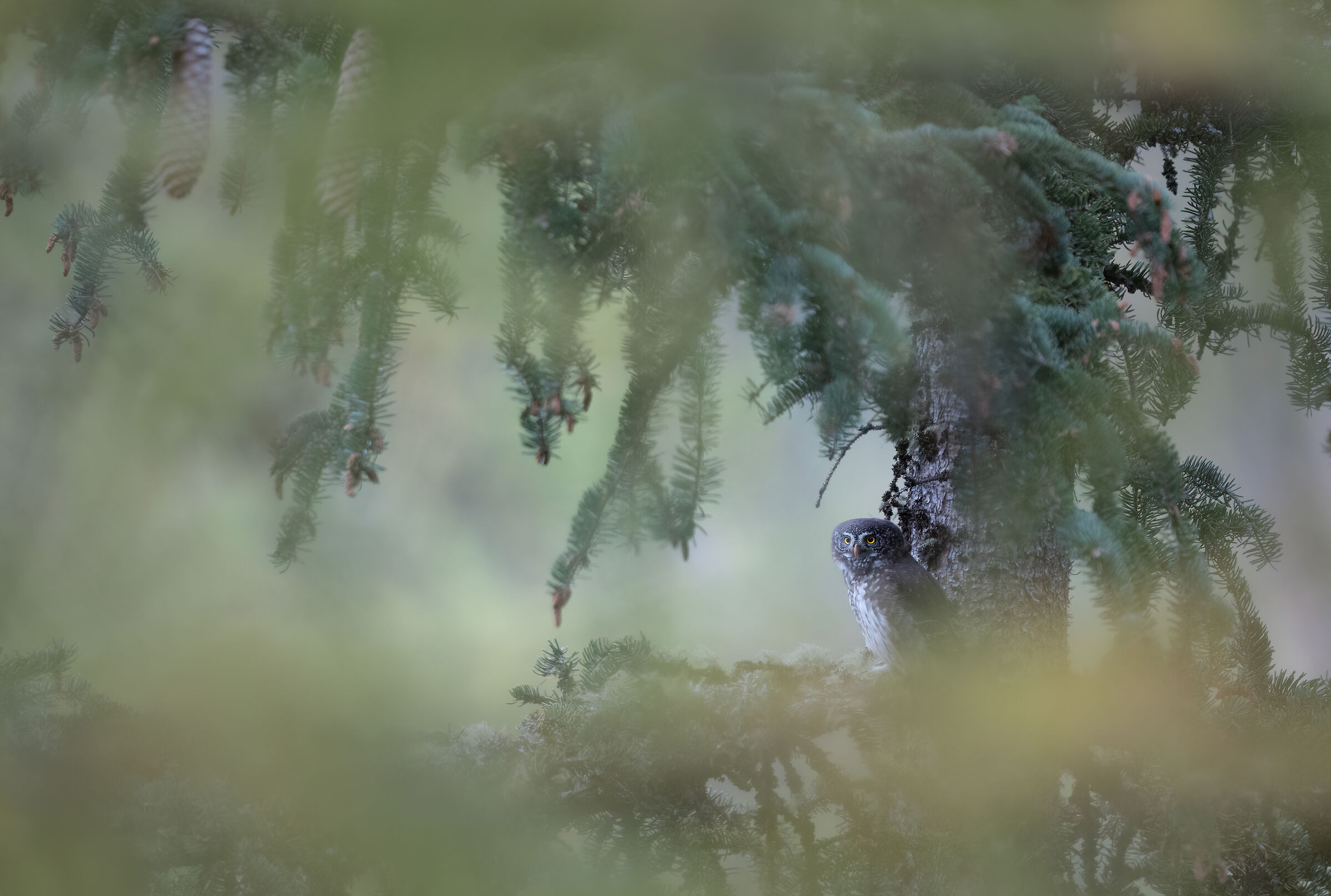 The dwarf hidden among the vegetation