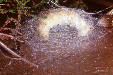 Preparation all'imbozzolamento