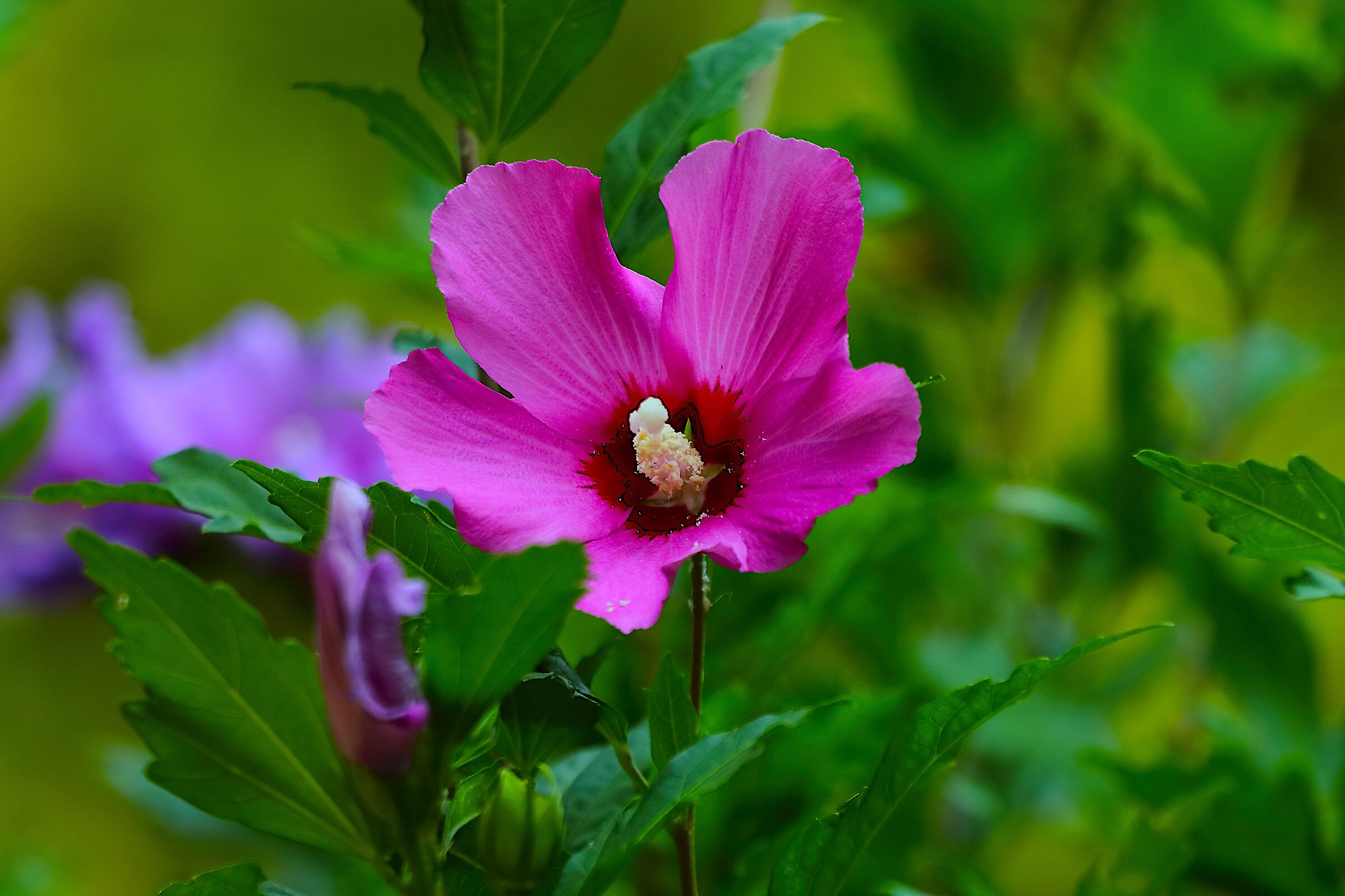 Ibisco 19 luglio 2024 - 0014