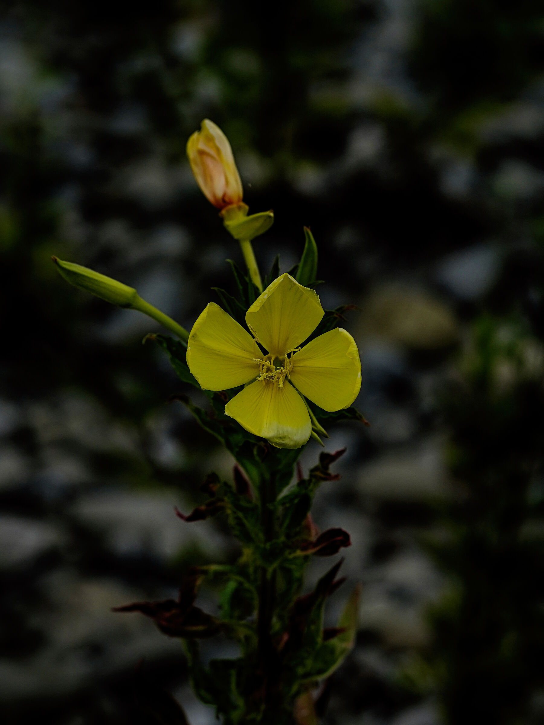 Late summer flowers Magra River