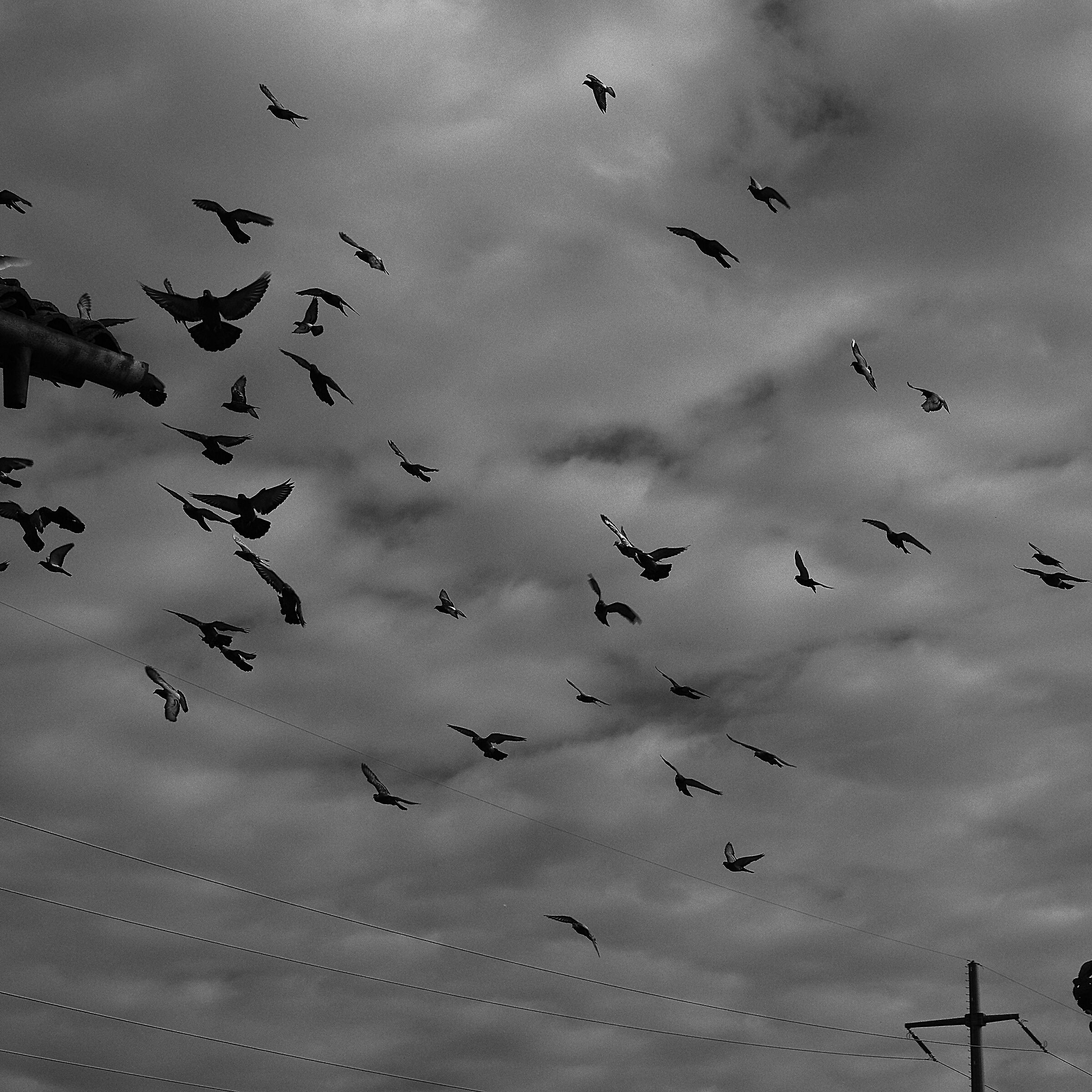 THE flight