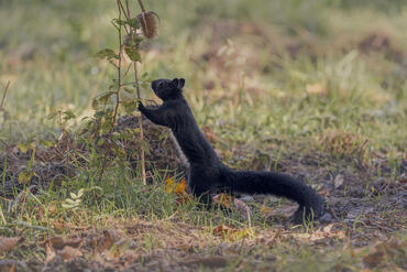 Sciurus meridionalis