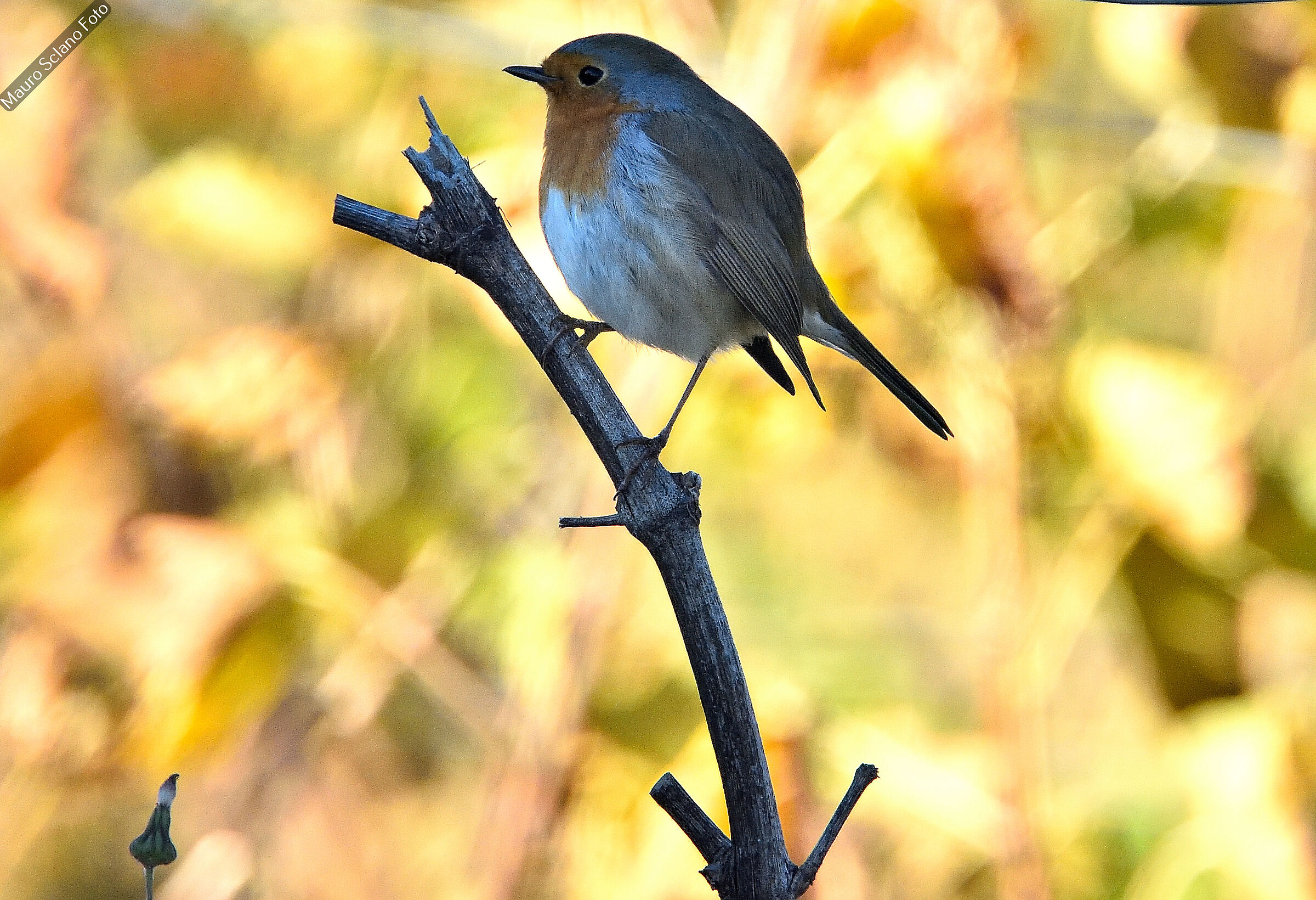Robin