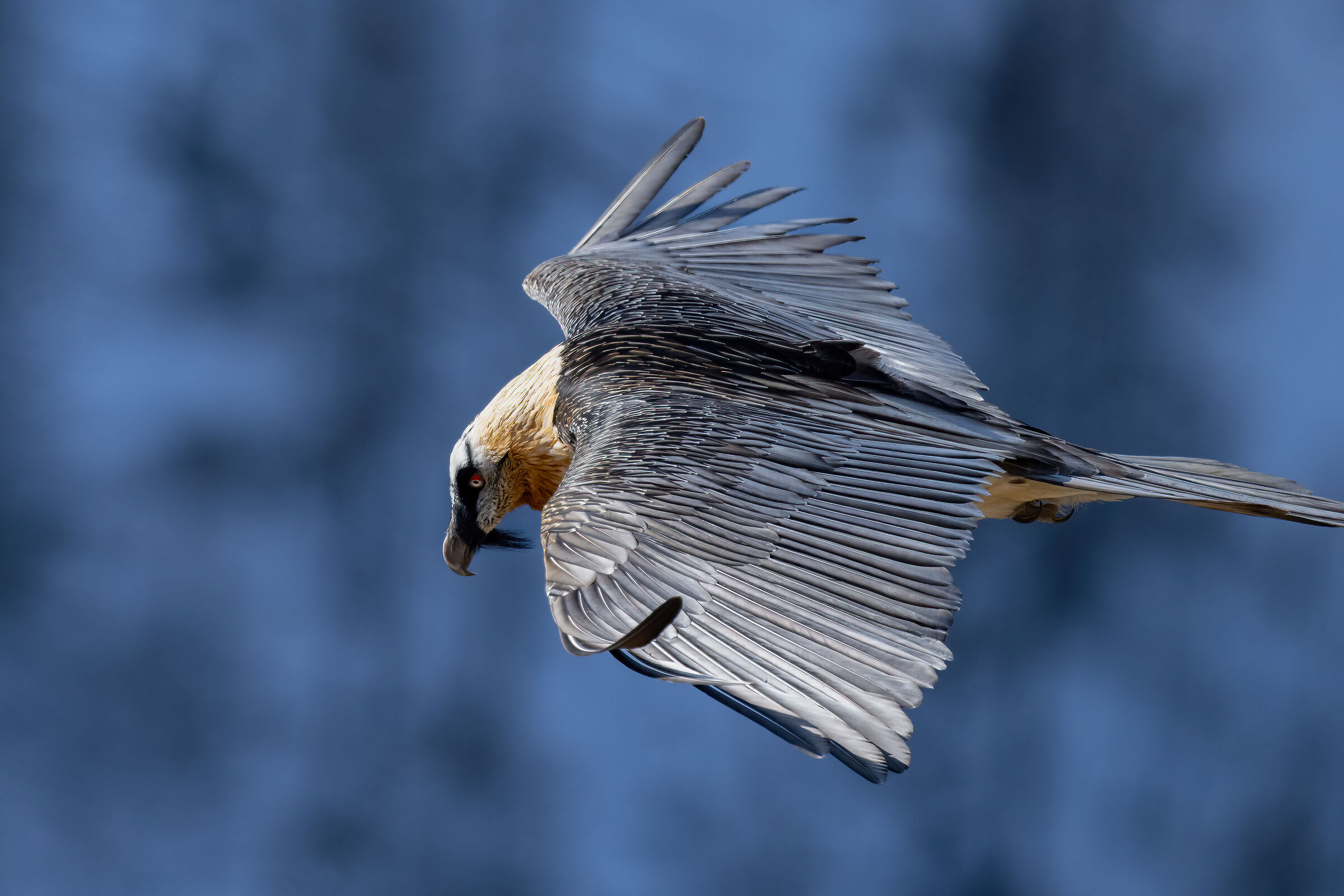 Gypaetus barbatus - Gran Paradiso National Park