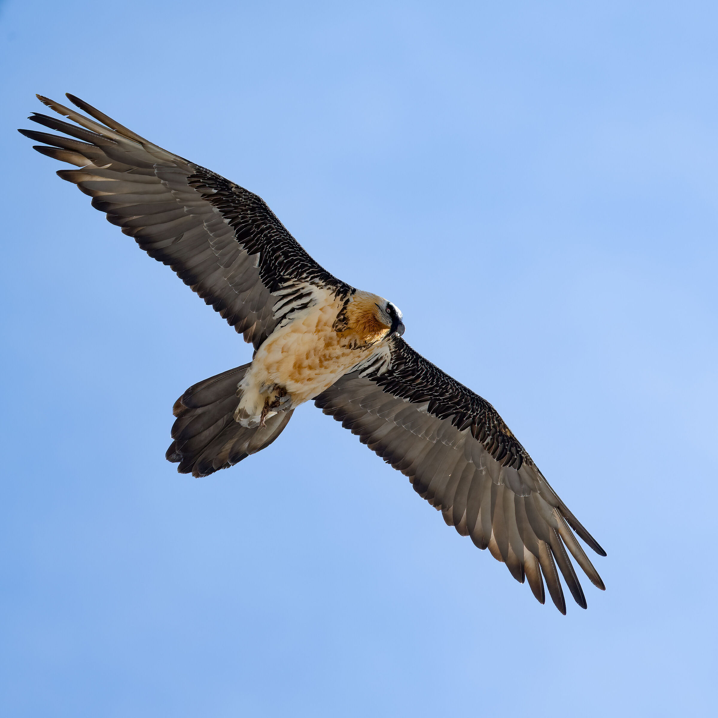 Gypaetus barbatus - Gran Paradiso National Park