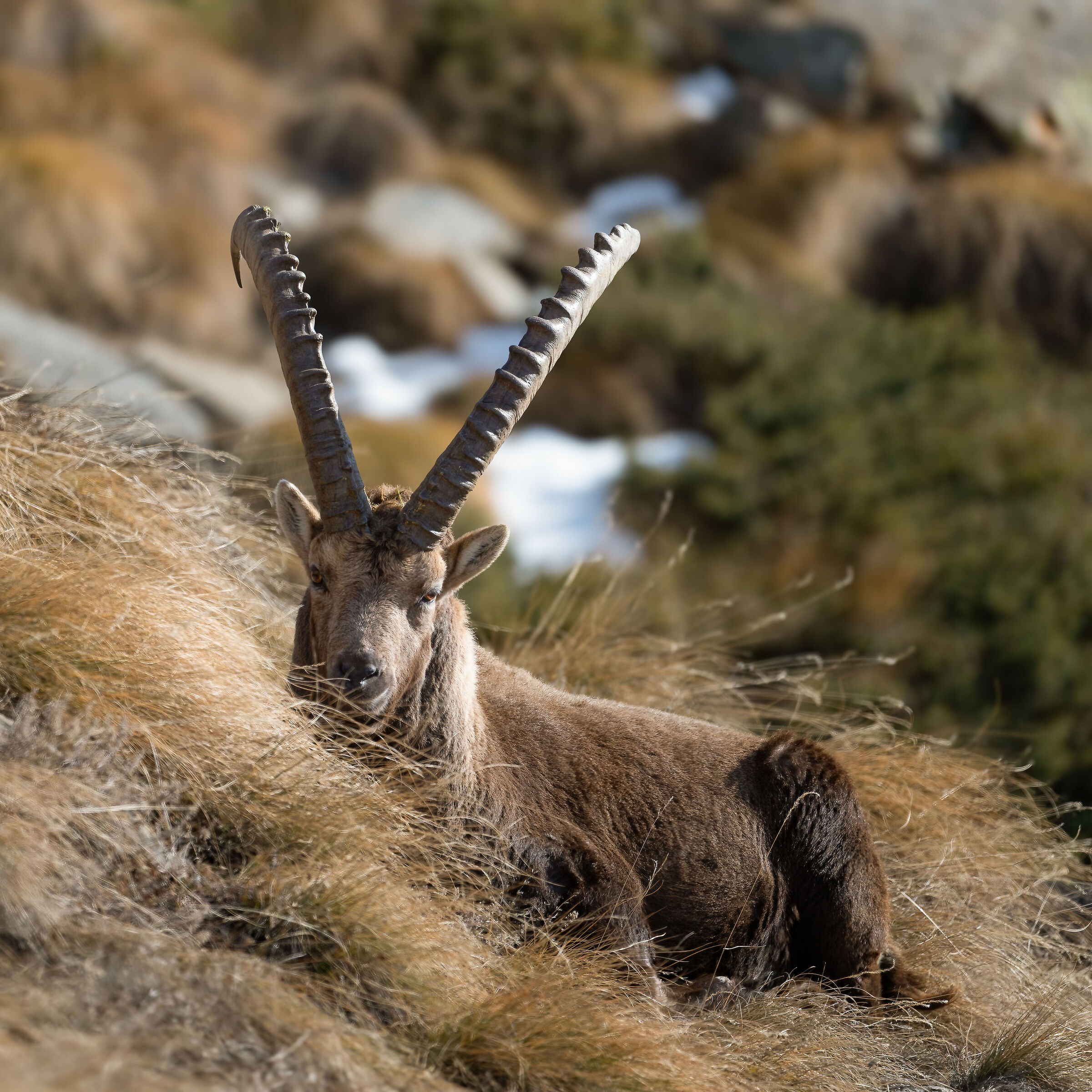 Ibex - Gran Paradiso National Park