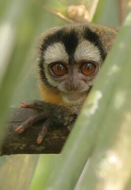 Aotus miconax