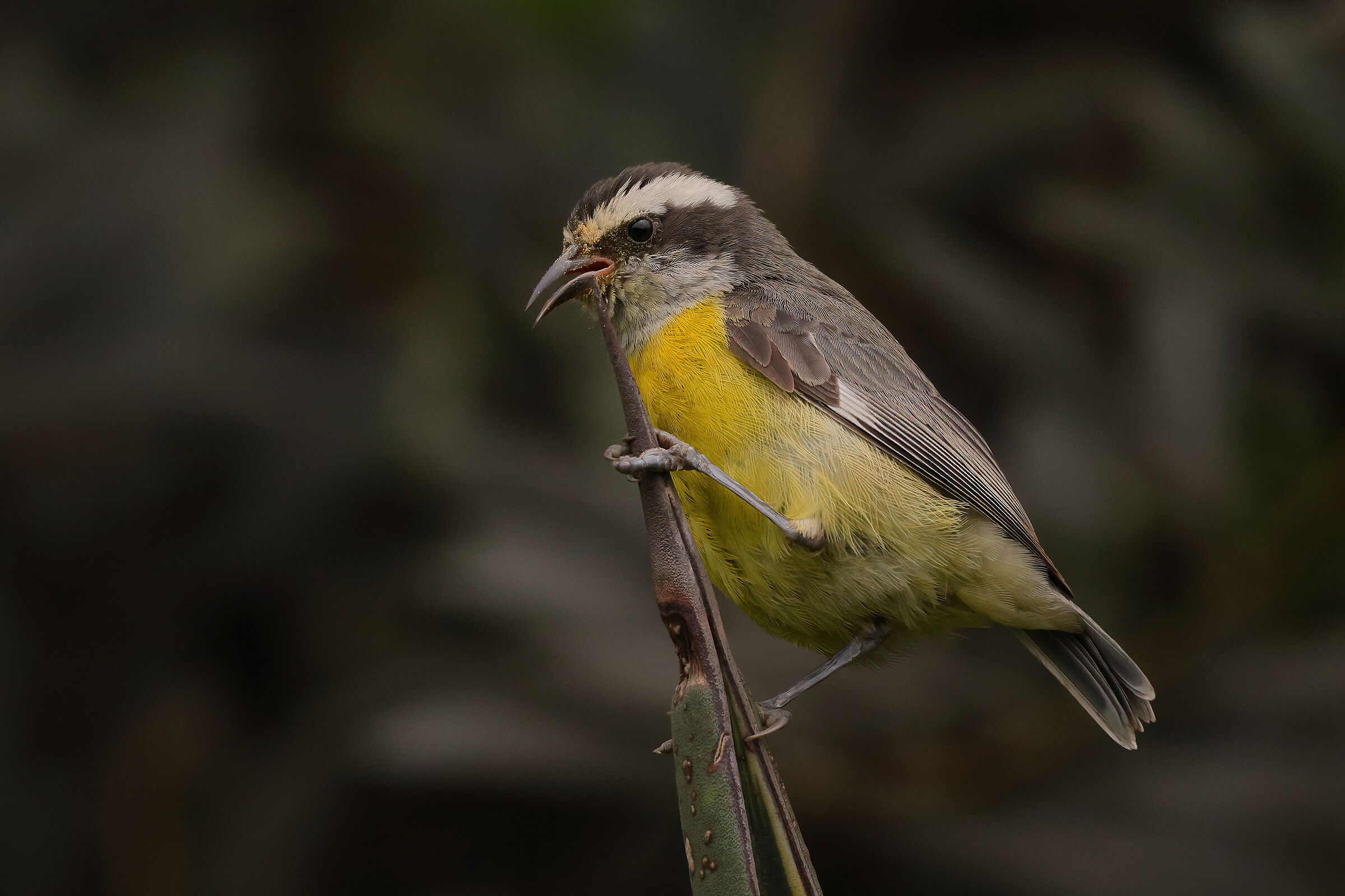 Bananaquit