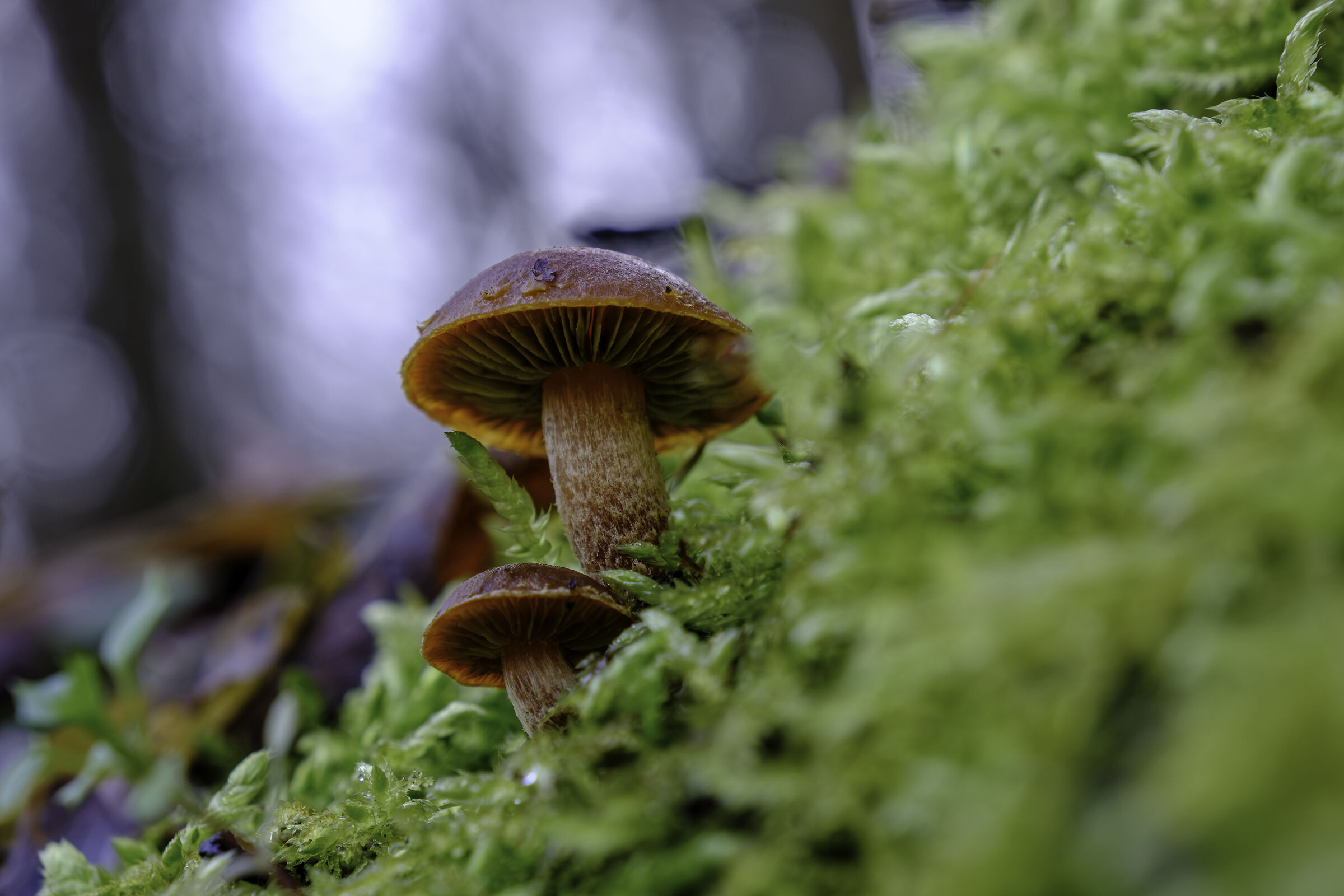 Meraviglie del sottobosco