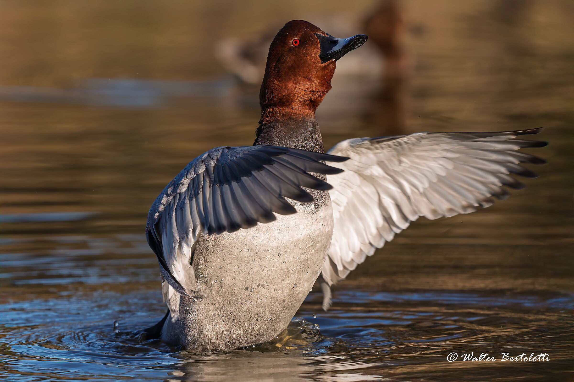 common pochard