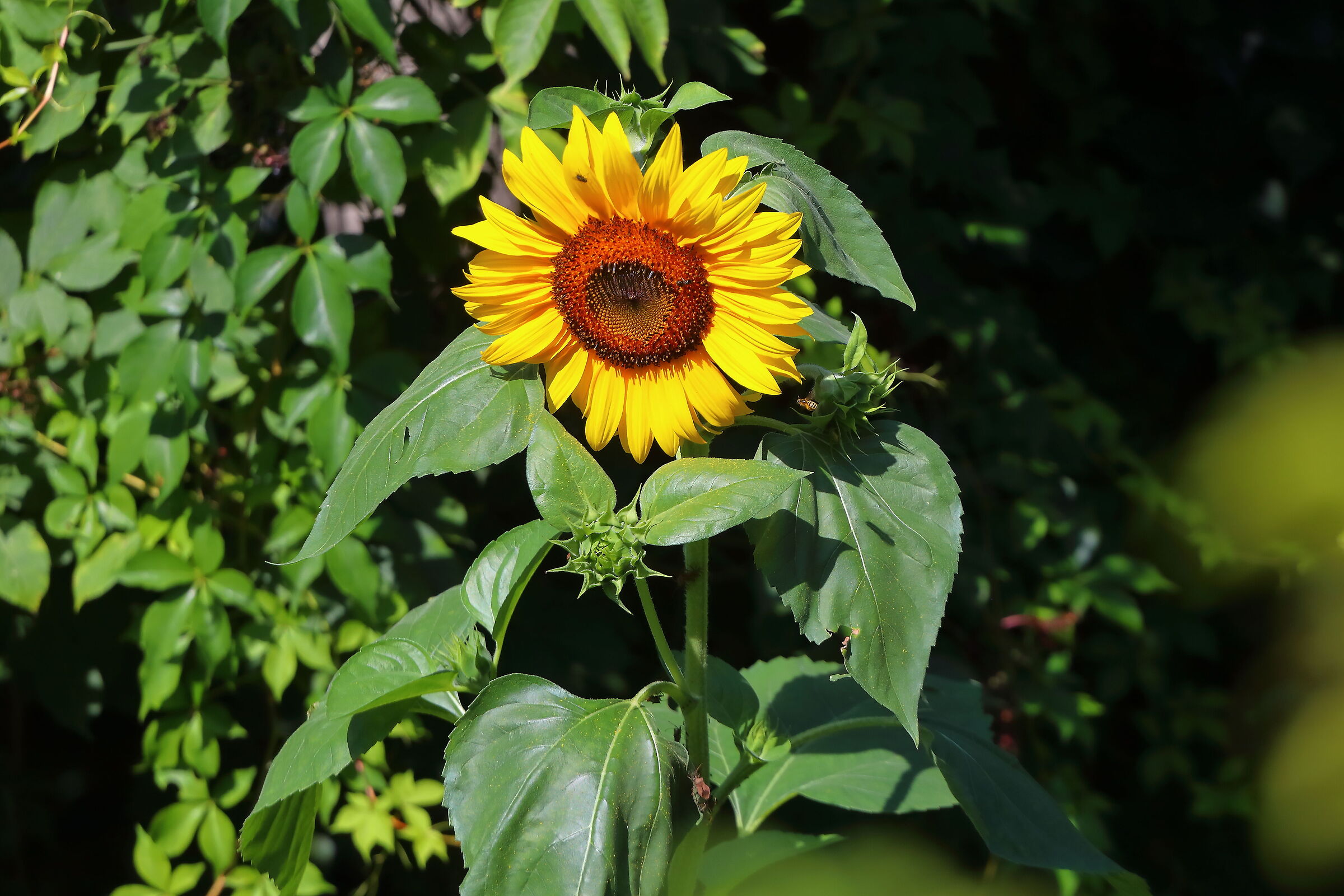 Girasole 22 luglio 2024 - 0002