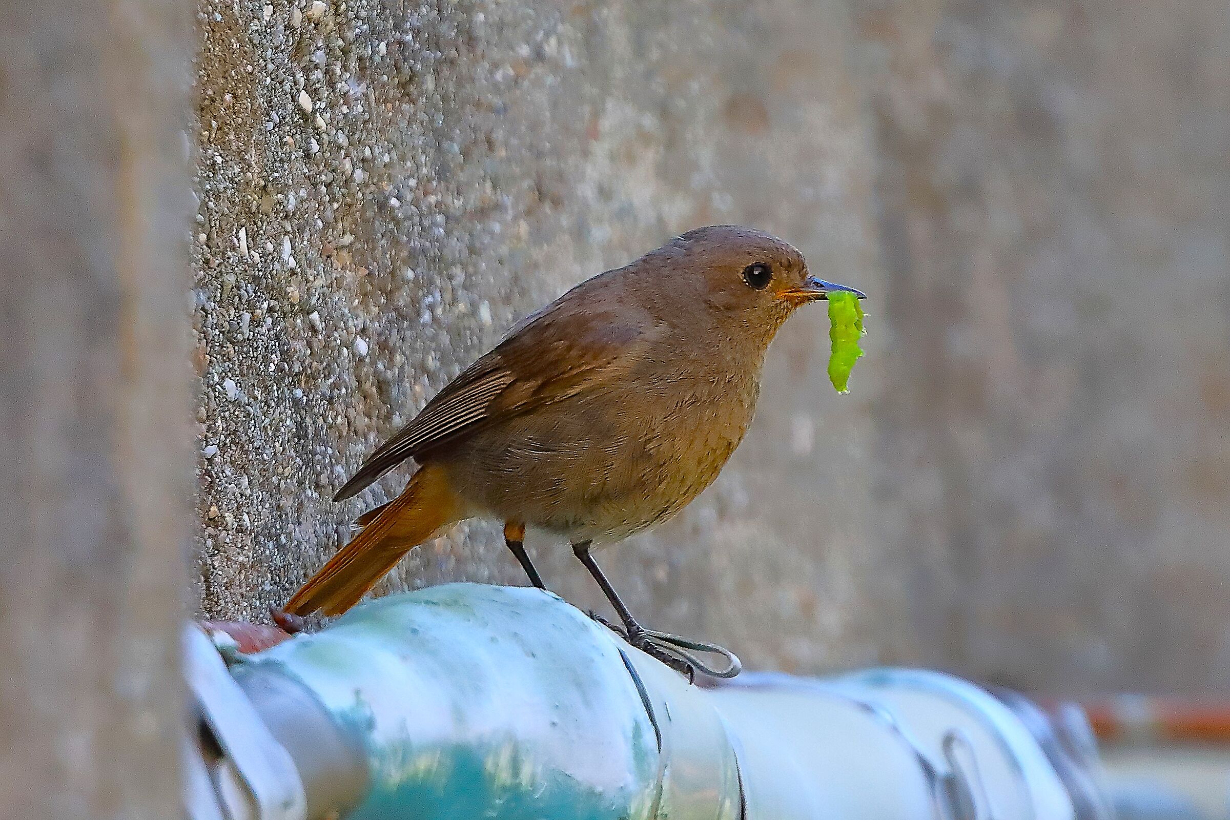 Affamato 22 luglio 2024 - 0047