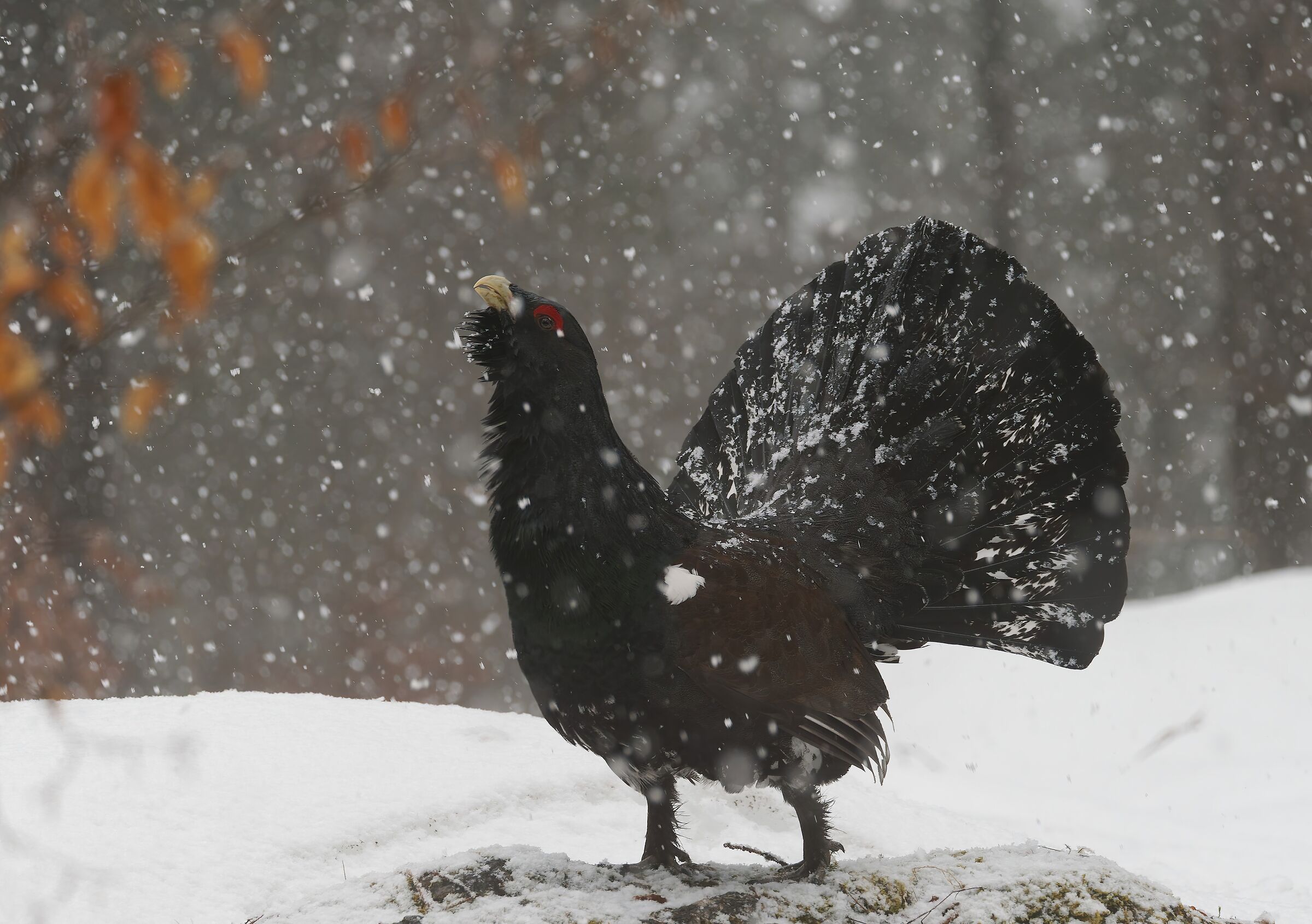 Under the snow