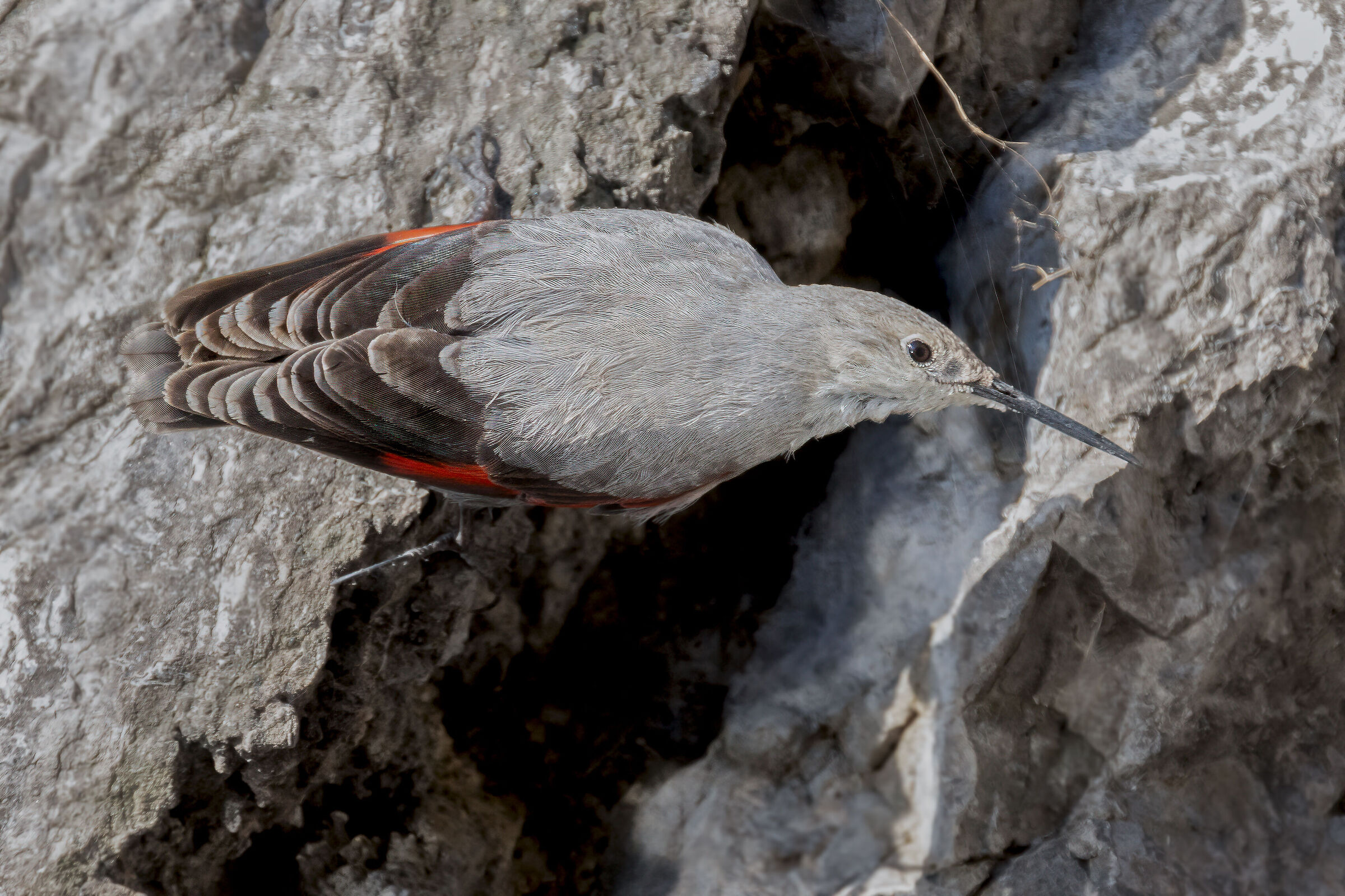 tra gli anfratti della roccia, picchio muraiolo
