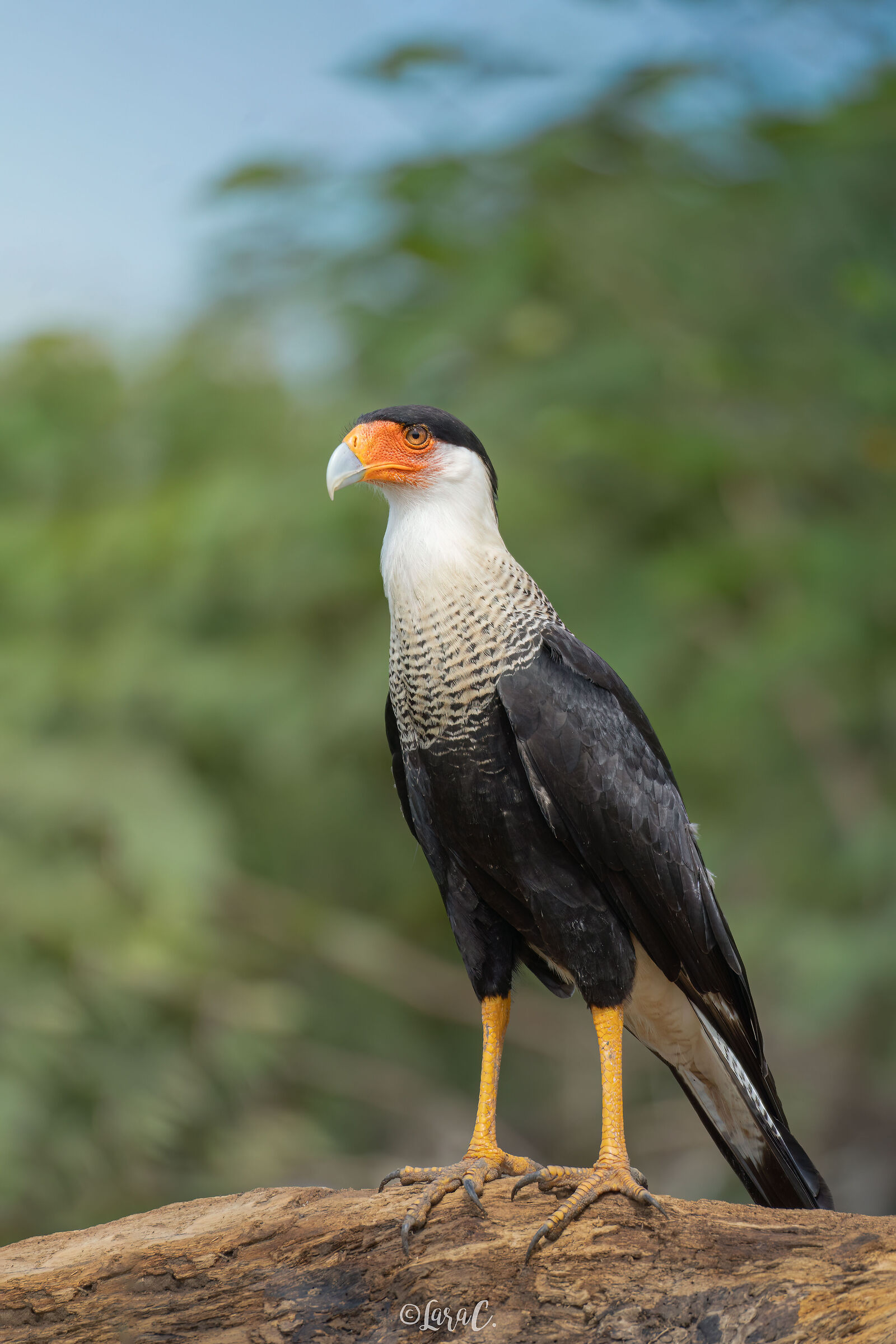 Crested Caracara